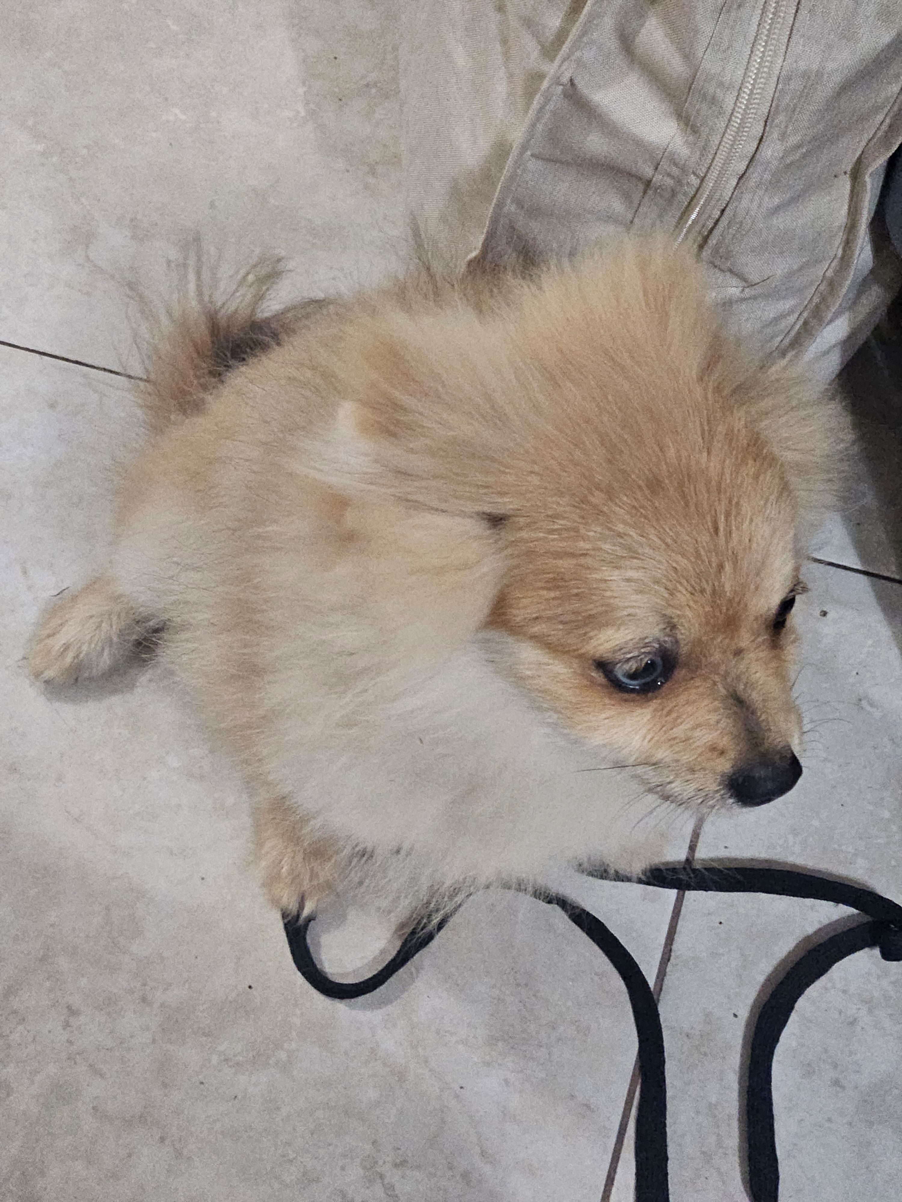 Quil, a male Pomeranian for sale in Laredo, TX – 4 of 4