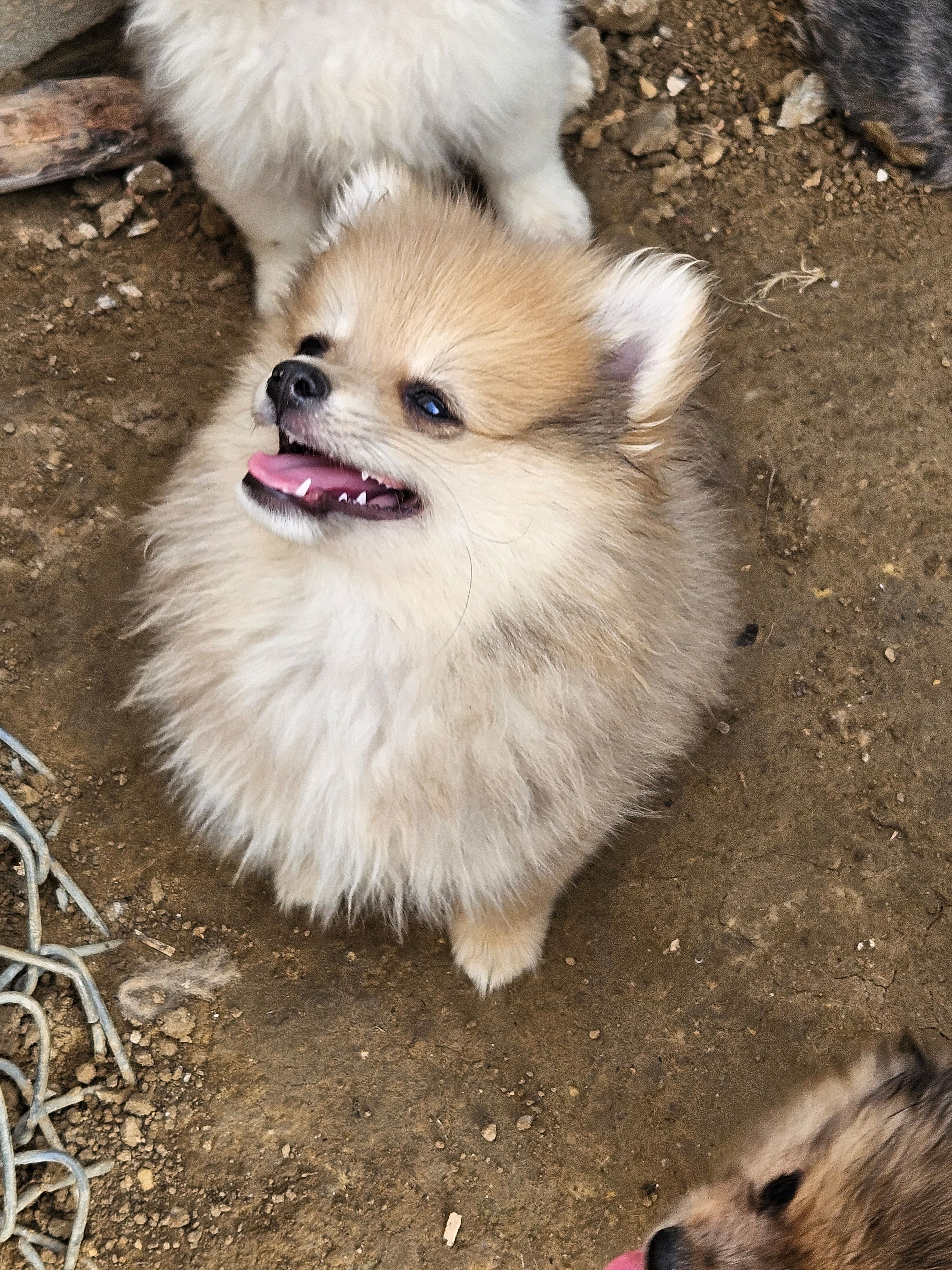 Rango – Pomeranian puppy for sale in Laredo, TX