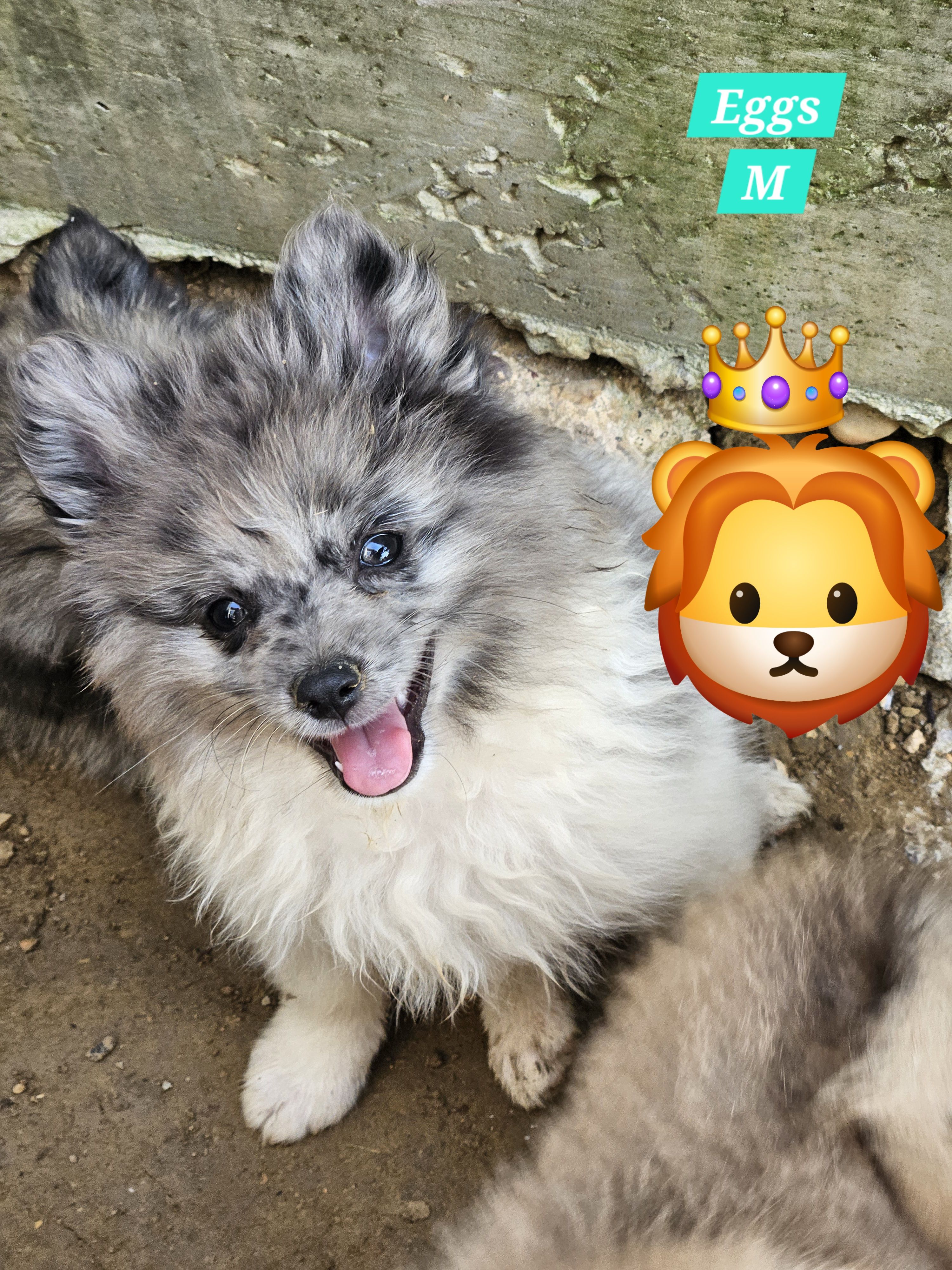 Eggs – Pomeranian puppy for sale in Laredo, TX