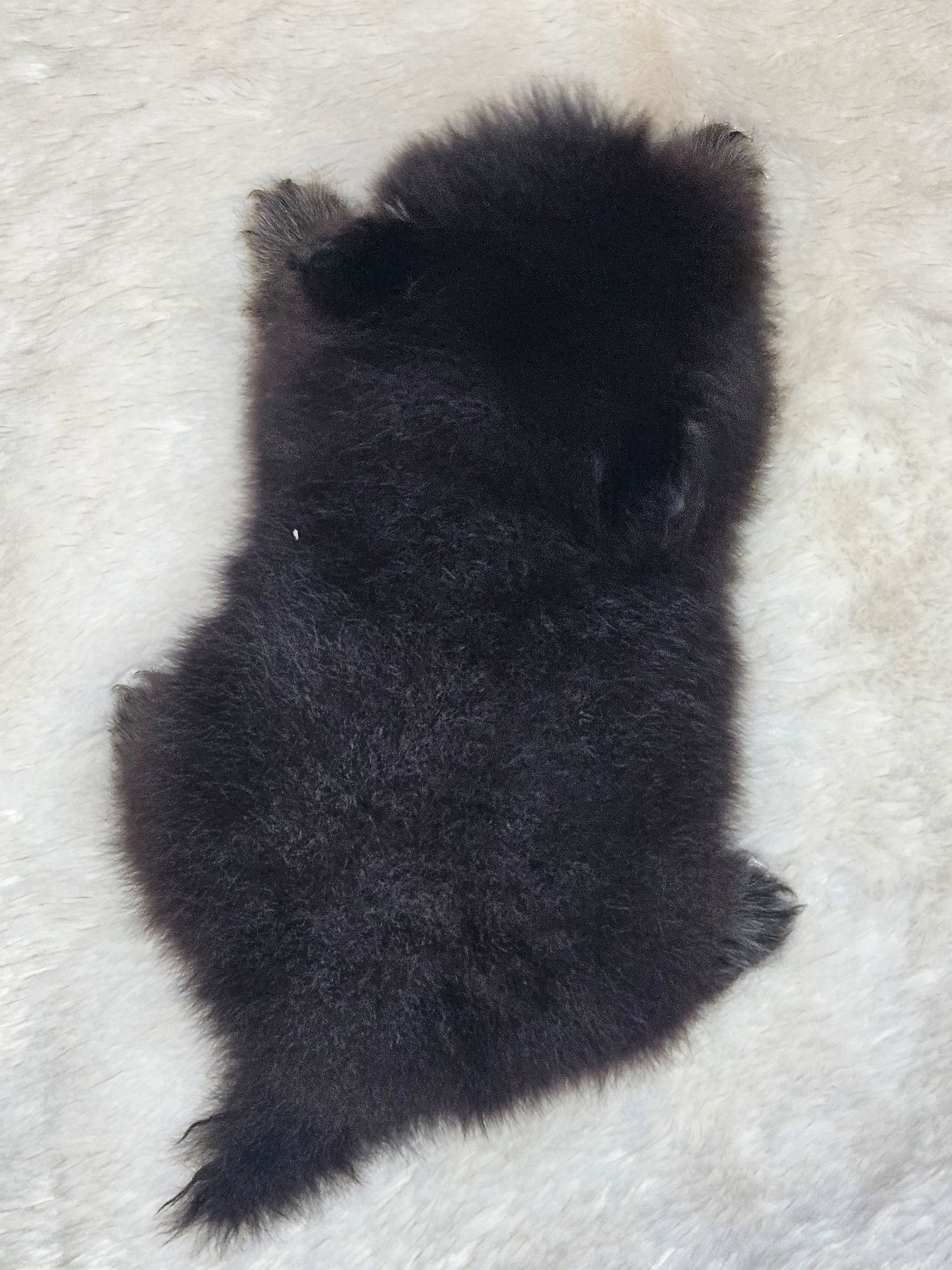 AKC Bruno, a male Pomeranian for sale in Laredo, TX – 2 of 2