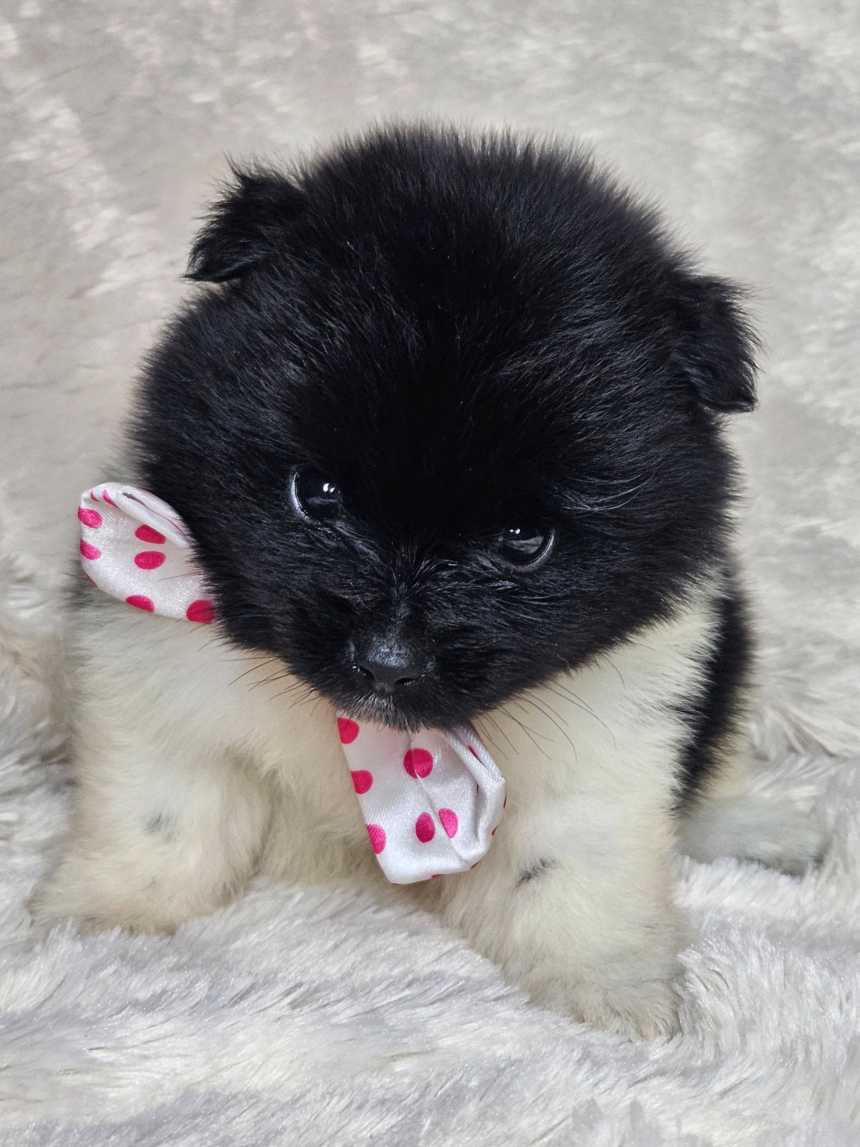 Bacon – Pomeranian puppy for sale in Laredo, TX