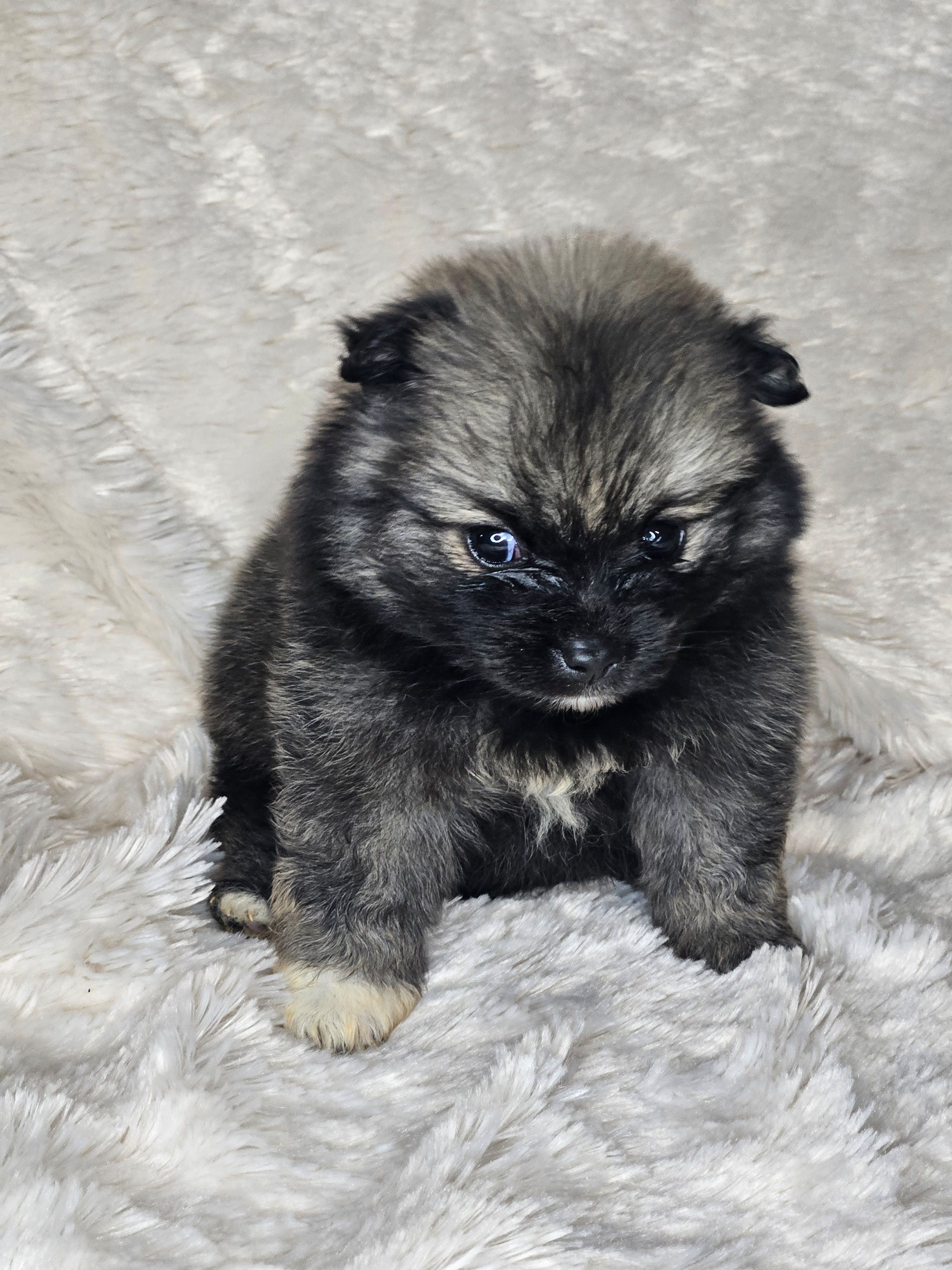 Hashbrown – Pomeranian puppy for sale in Laredo, TX