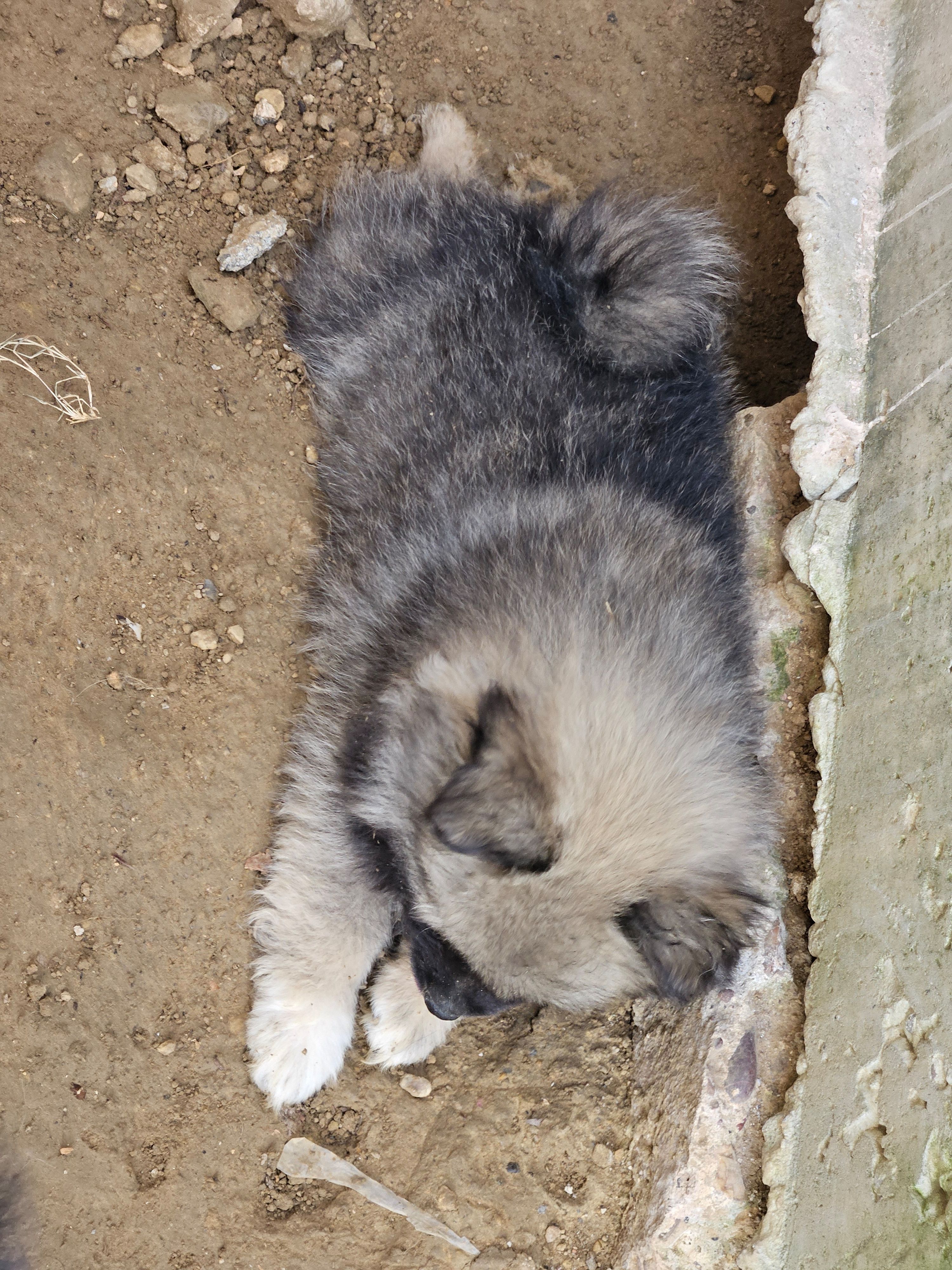 Hashbrown – Pomeranian puppy for sale in Laredo, TX