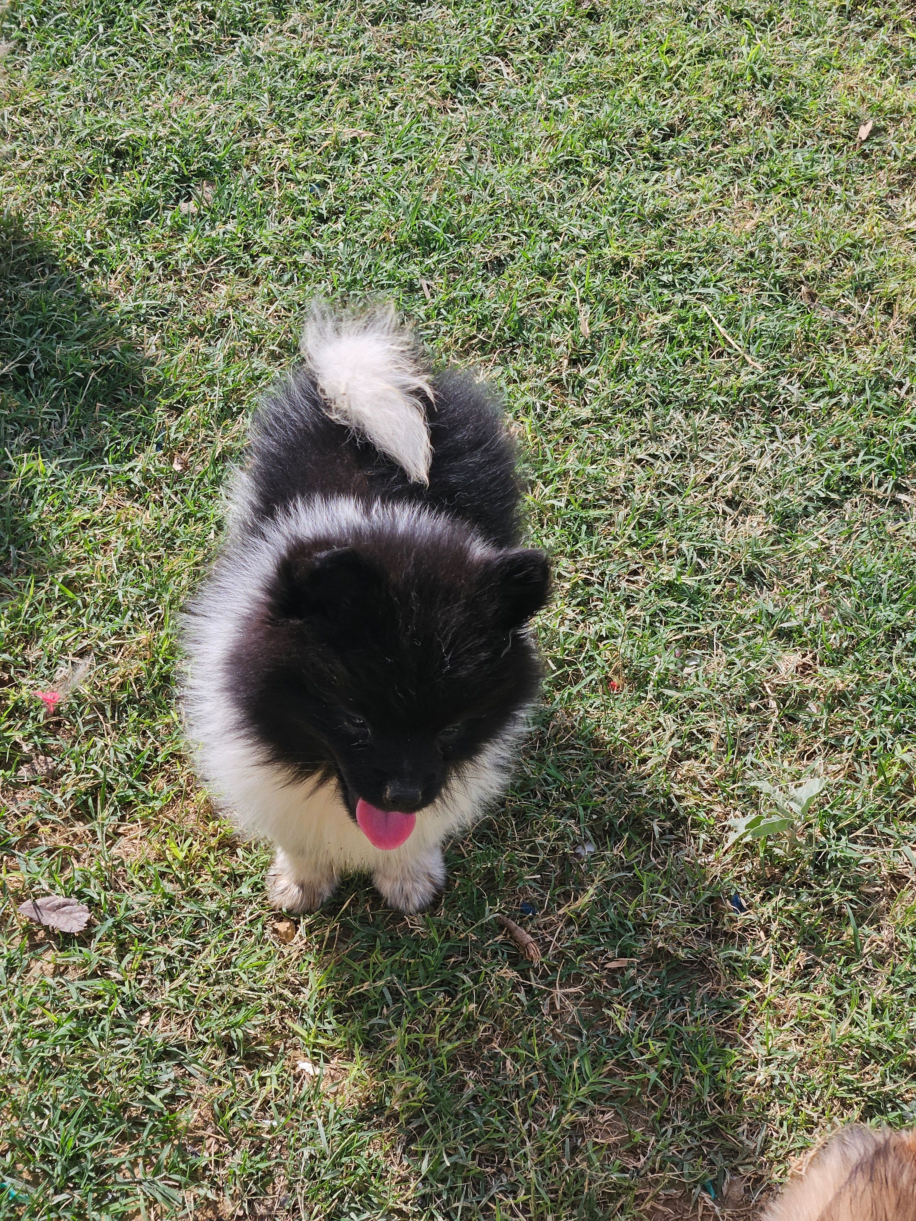 Bacon – Pomeranian puppy for sale in Laredo, TX