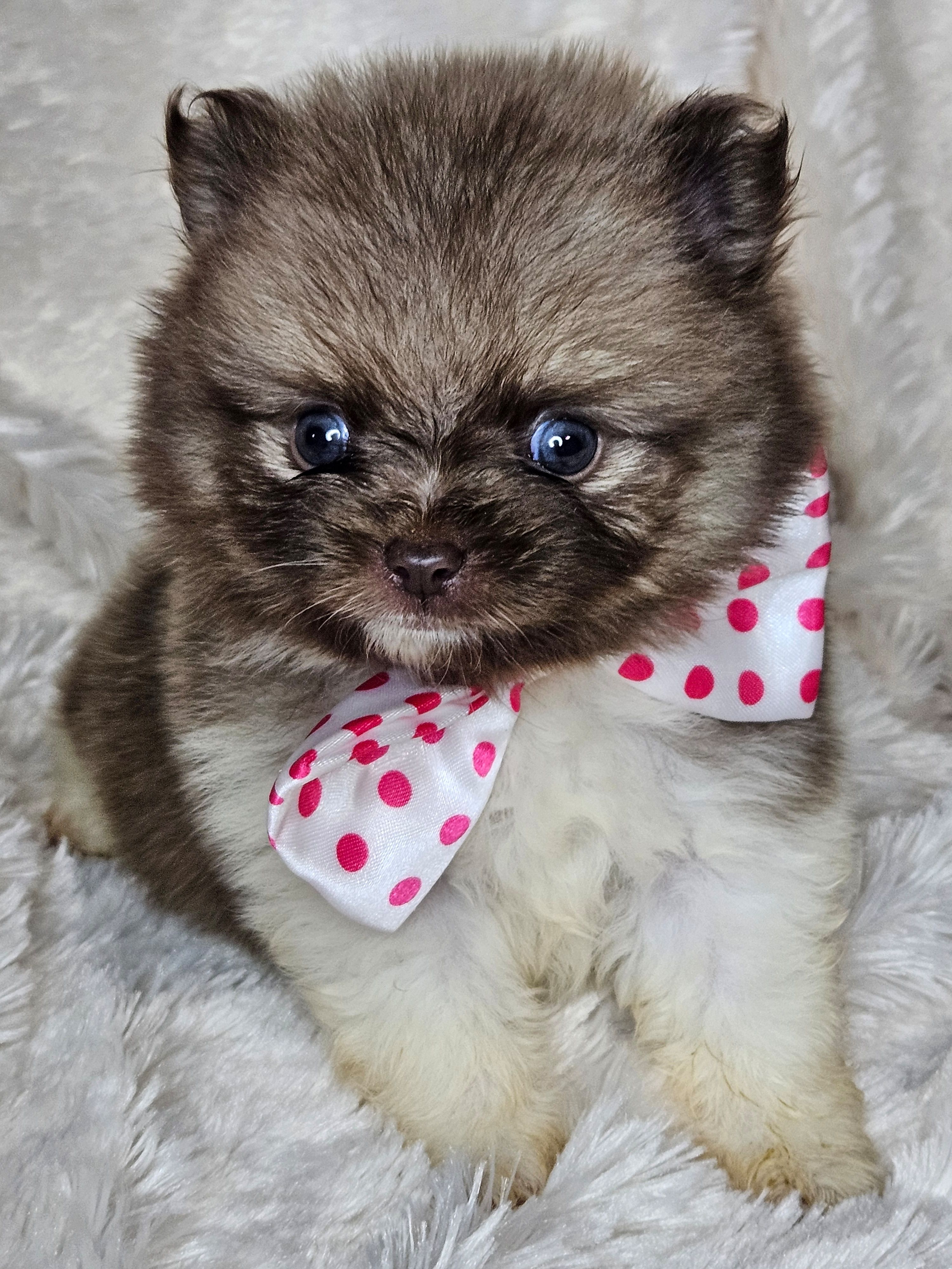 Pancake, a male Pomeranian for sale in Laredo, TX – Photo 5 of 5