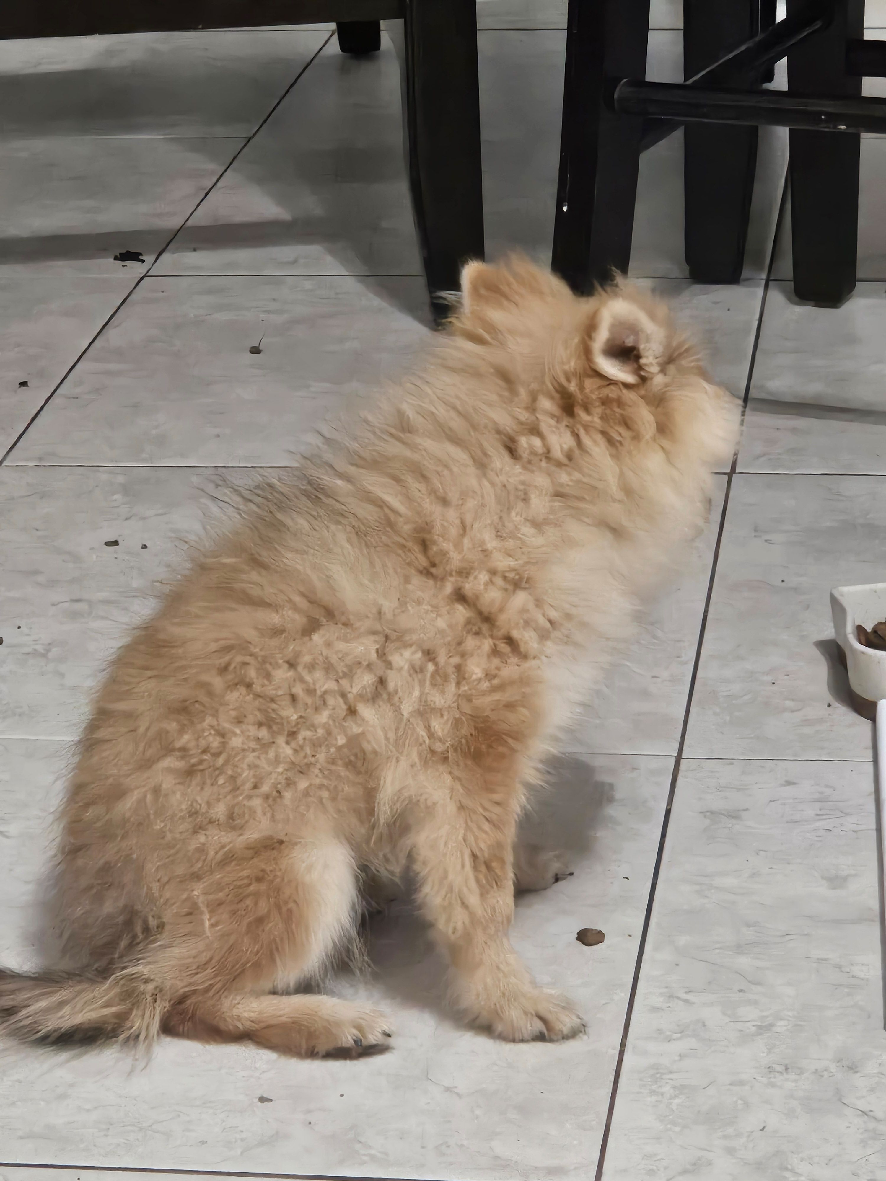 Quil, a male Pomeranian for sale in Laredo, TX – 3 of 4