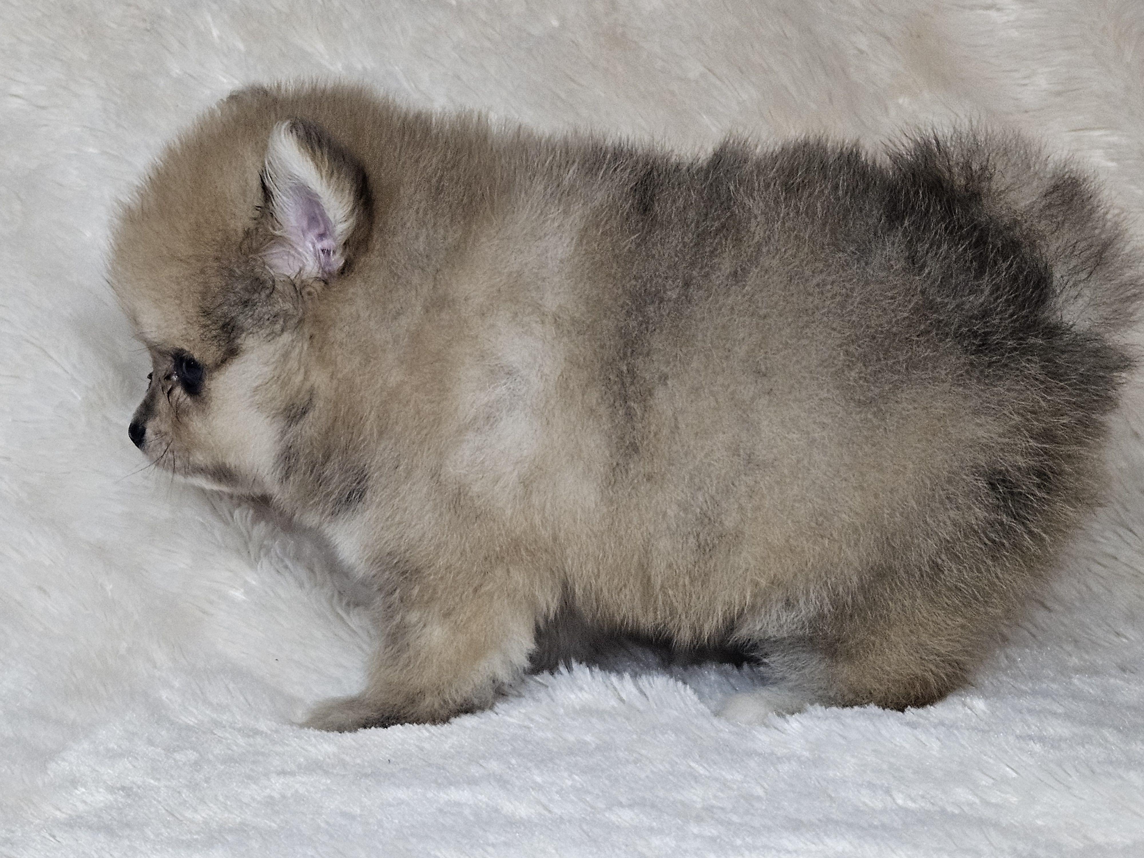 Rango, a male Pomeranian for sale in Laredo, TX – 3 of 5