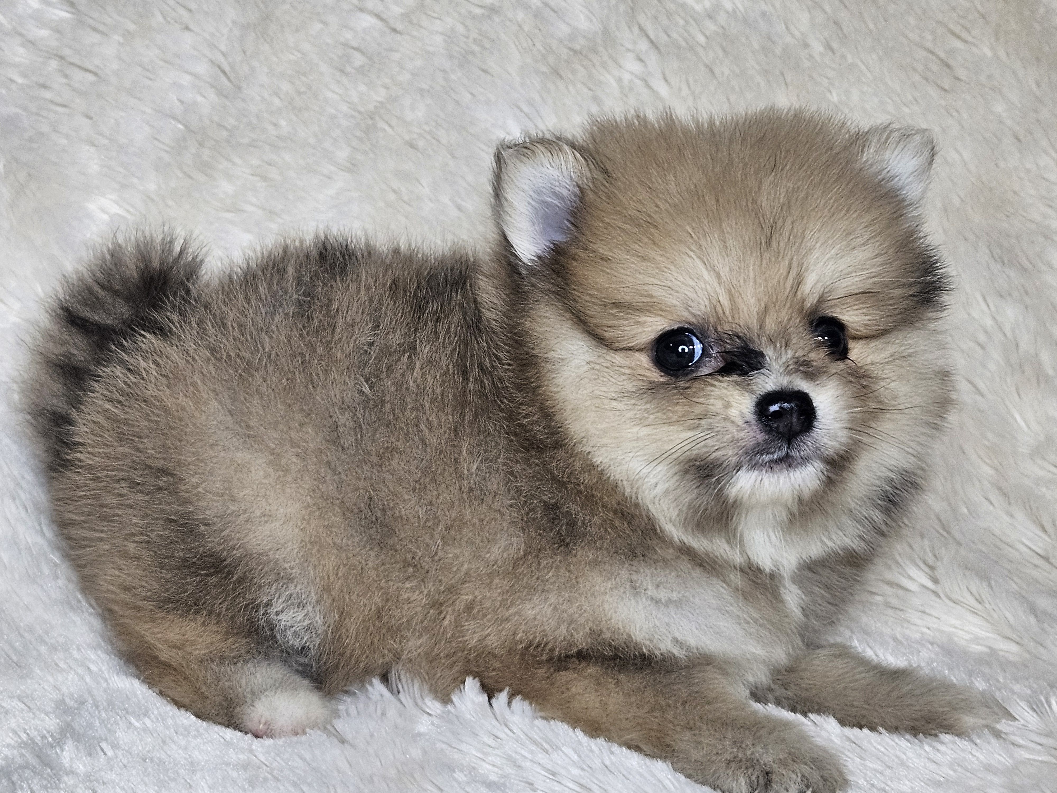 Rango, a male Pomeranian for sale in Laredo, TX – 5 of 5