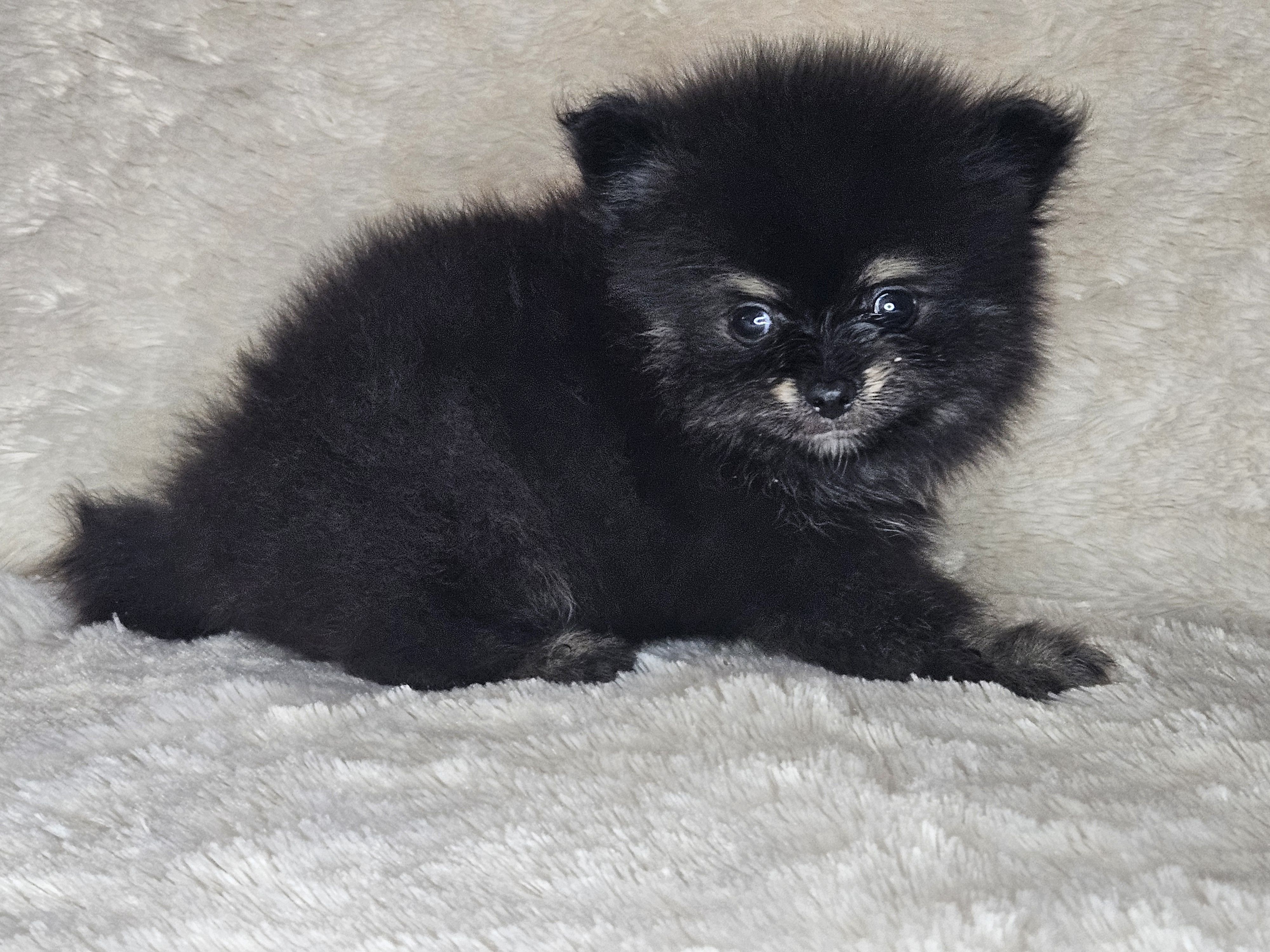 AKC Bruno – Pomeranian puppy for sale in Laredo, TX