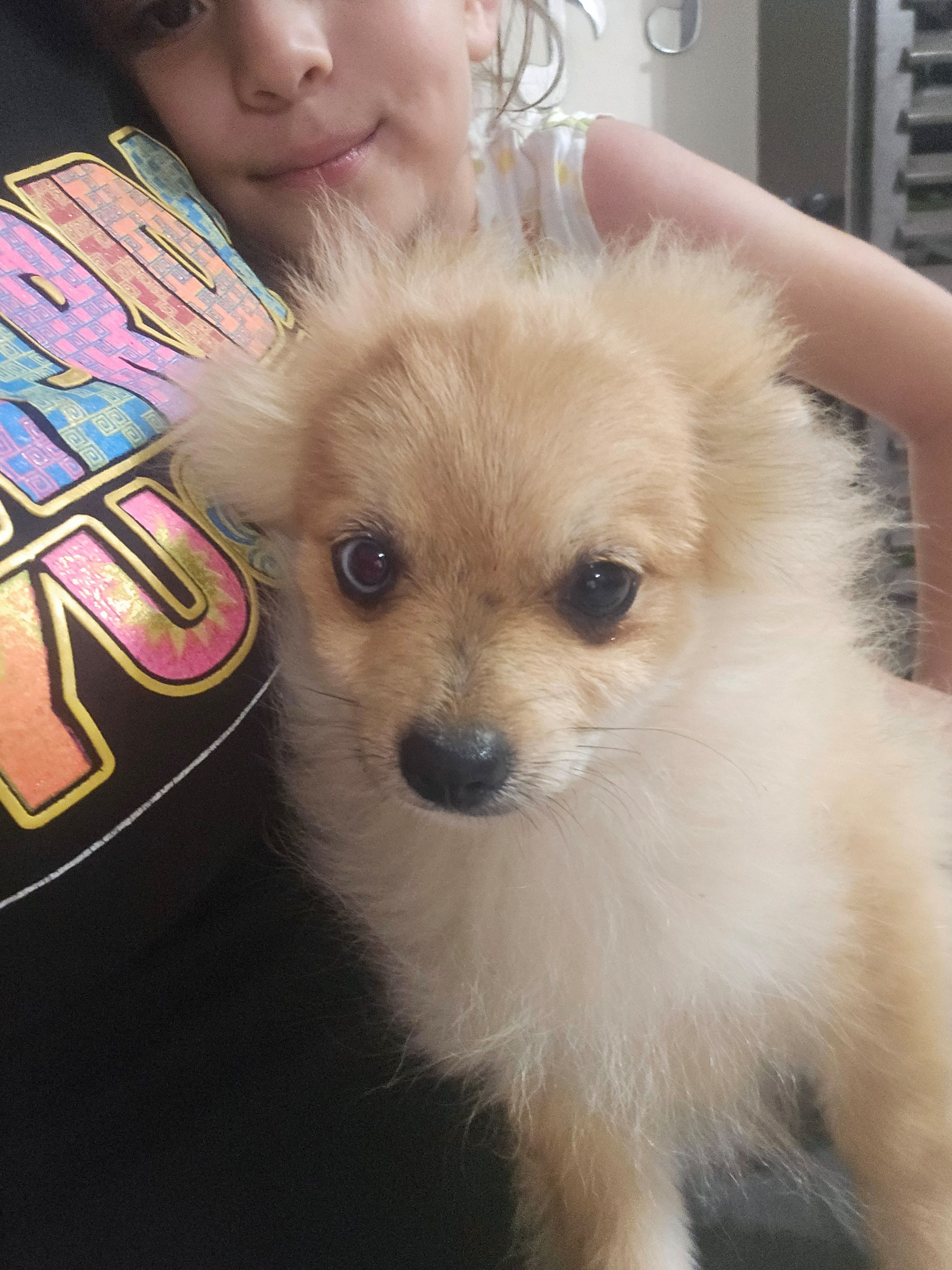 Quil – Pomeranian puppy for sale in Laredo, TX