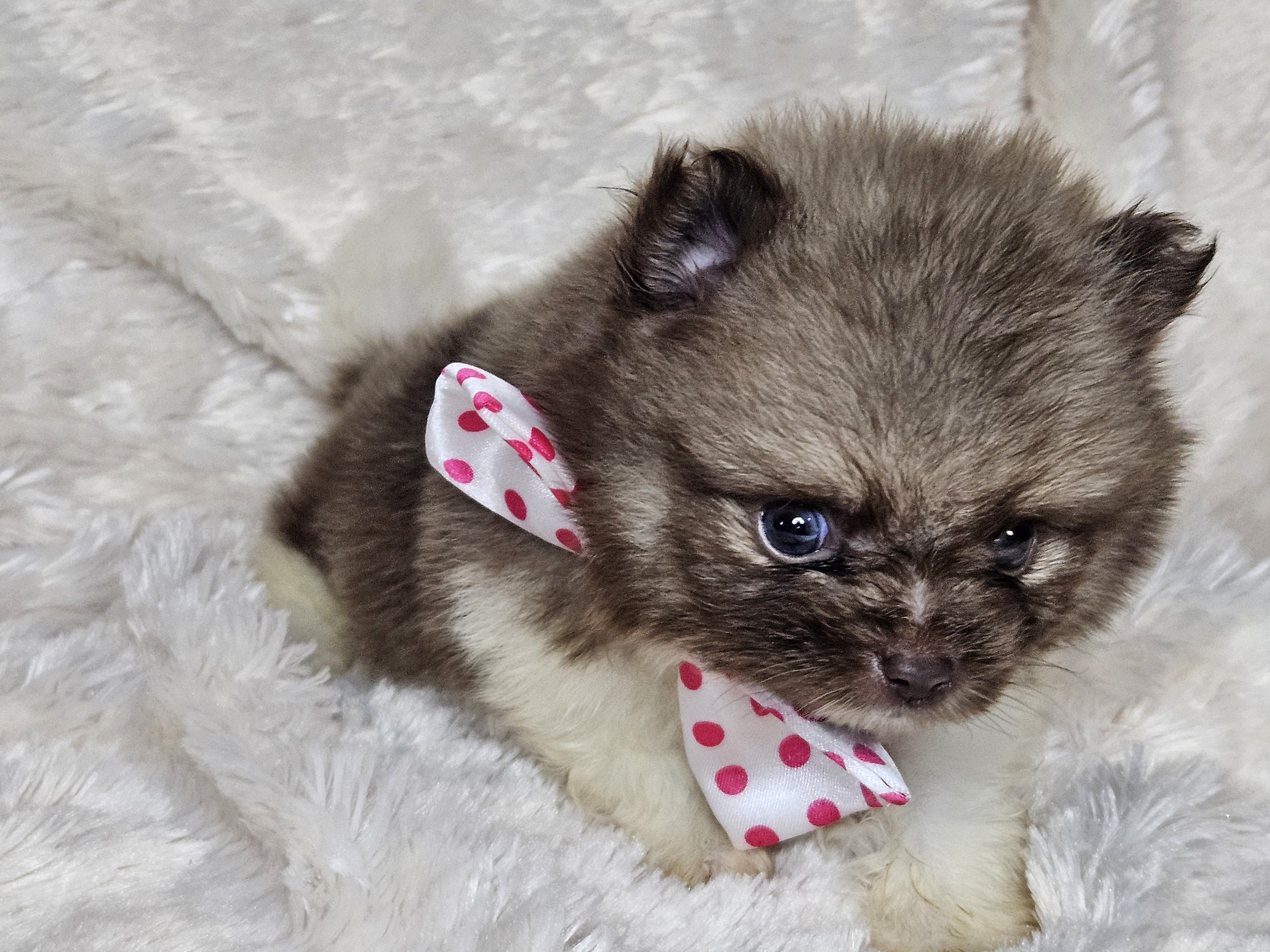 Pancake, a male Pomeranian for sale in Laredo, TX – Photo 2 of 5