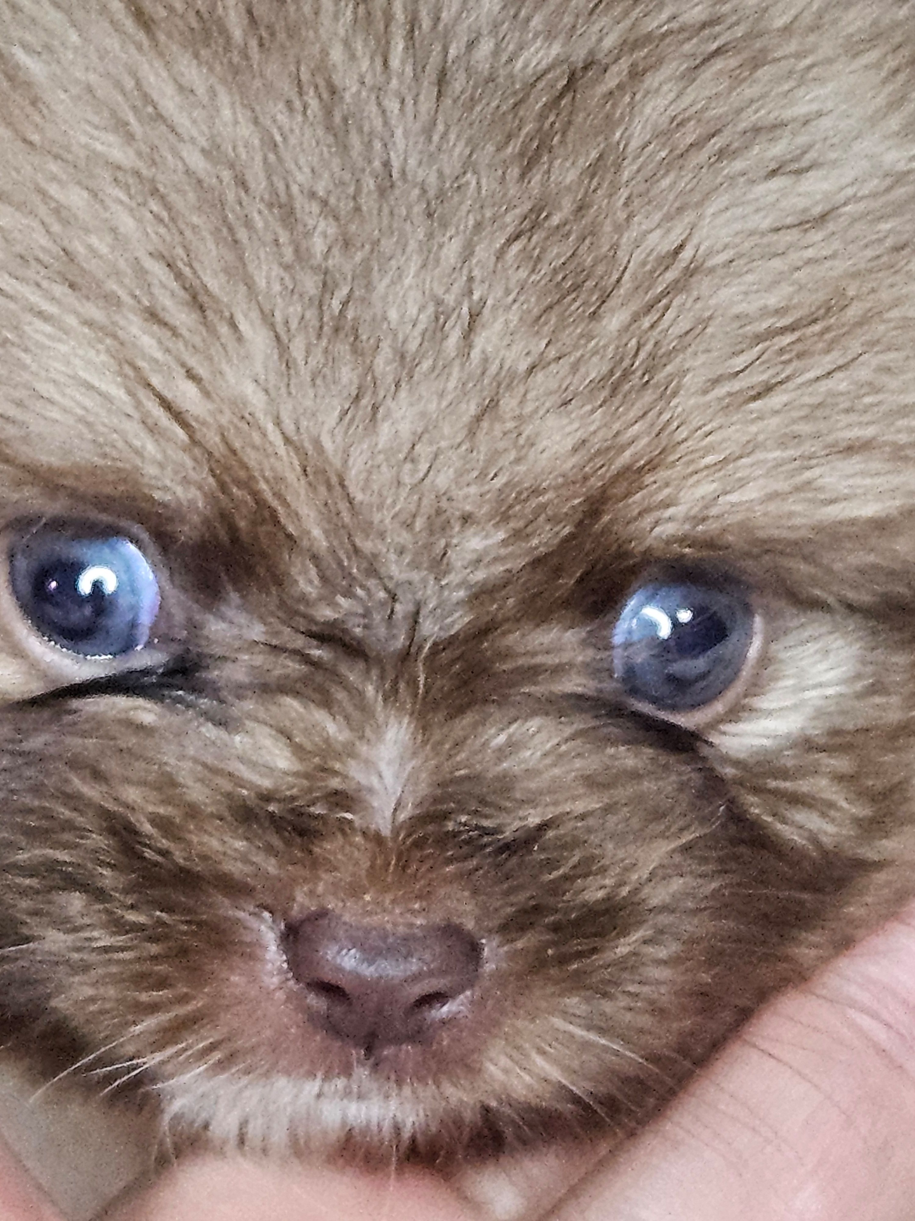 Pancake, a male Pomeranian for sale in Laredo, TX – Photo 4 of 5