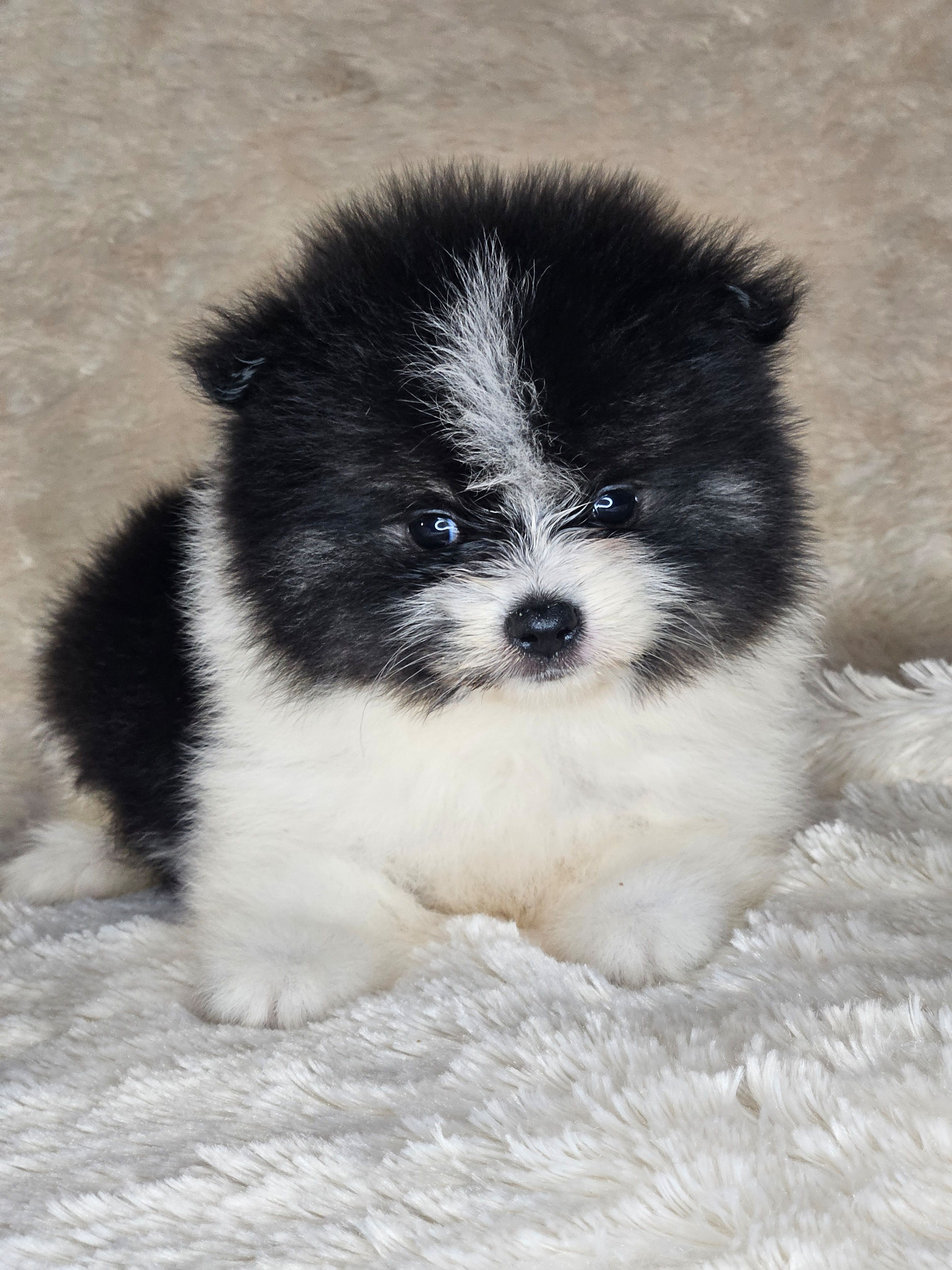 AKC Bridgette, a female Pomeranian for sale in Laredo, TX – 2 of 2