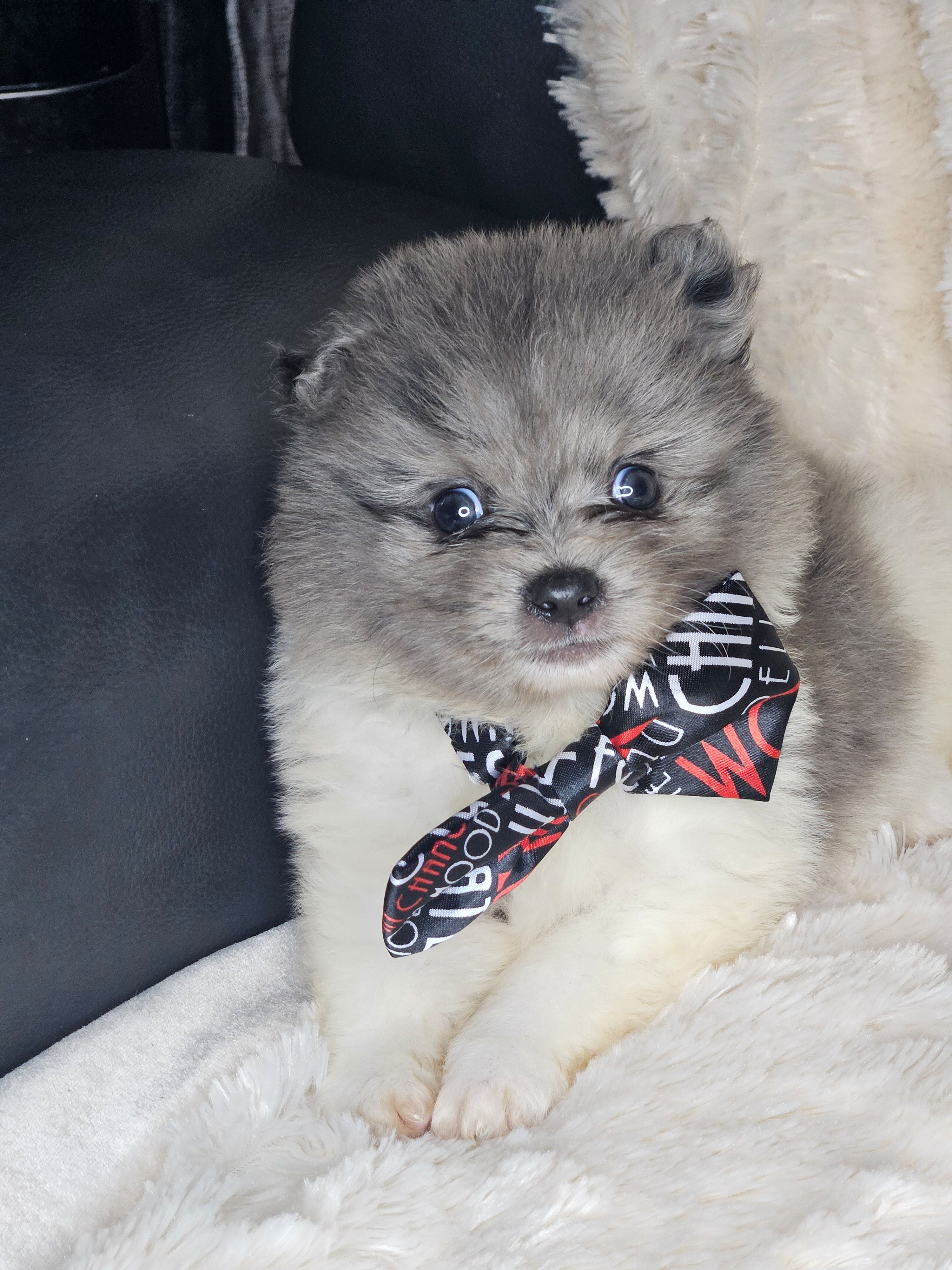 Eggs – Pomeranian puppy for sale in Laredo, TX