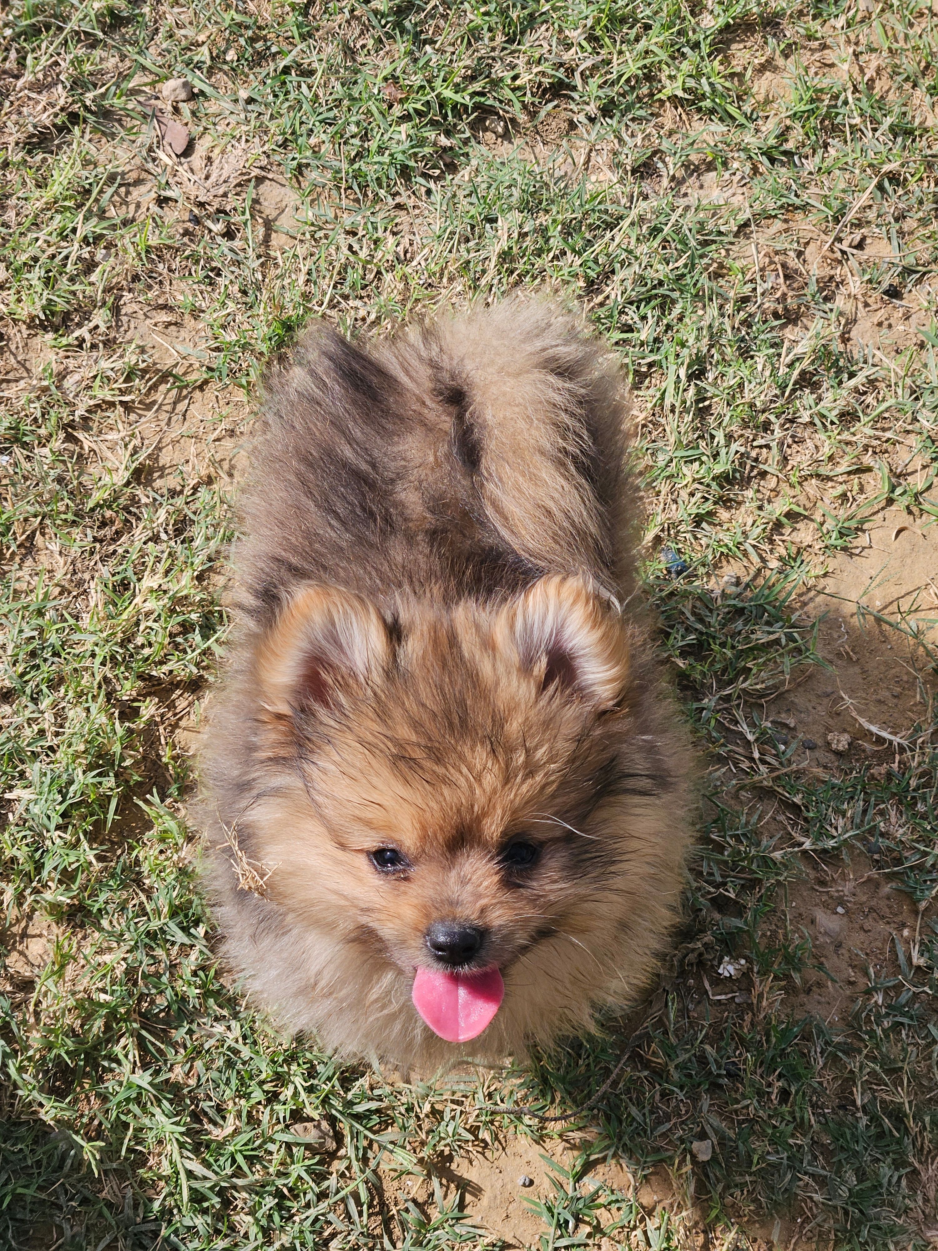 Waffle – Pomeranian puppy for sale in Laredo, TX