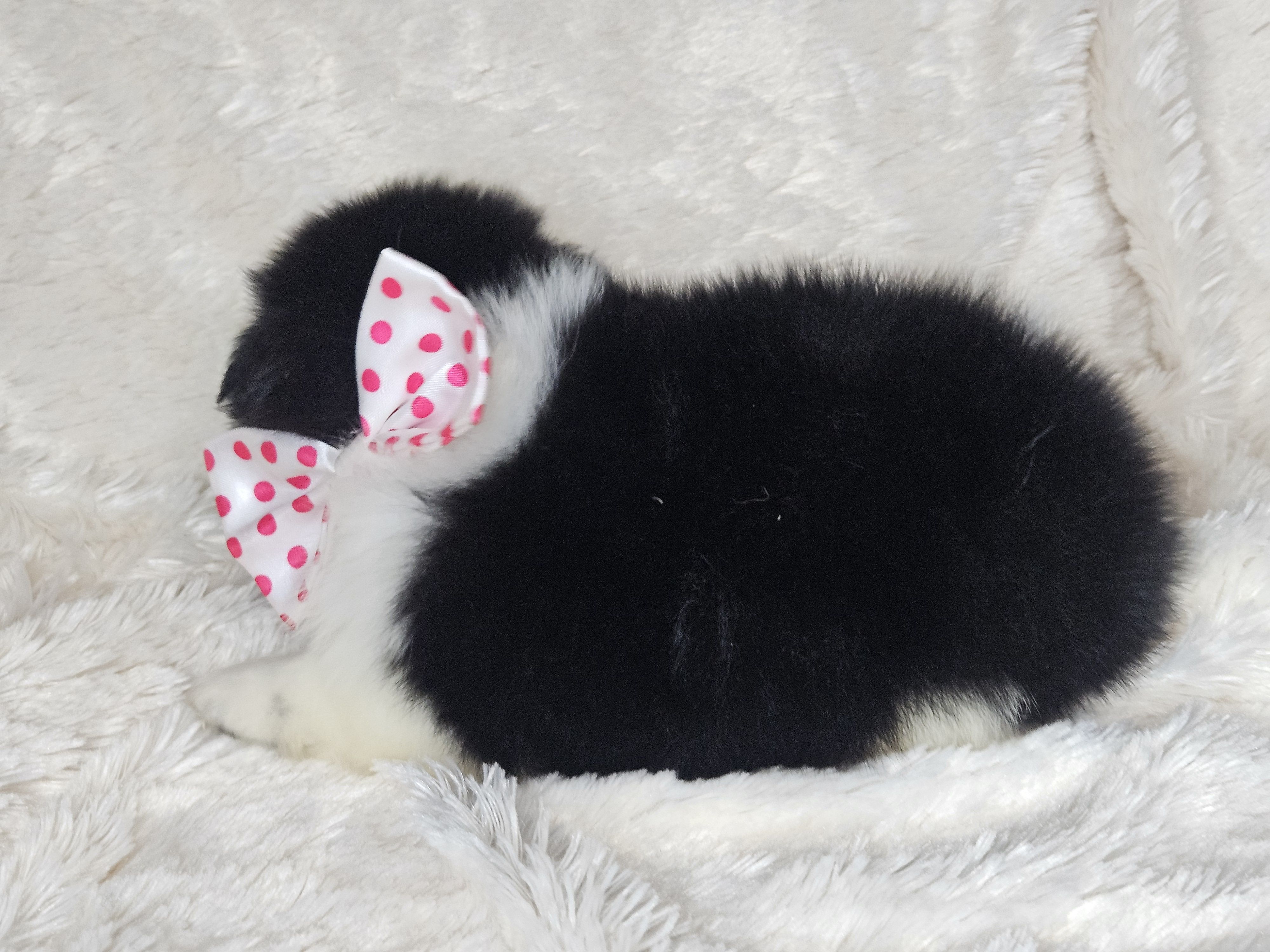 Bacon, a male Pomeranian for sale in Laredo, TX – Photo 2 of 3