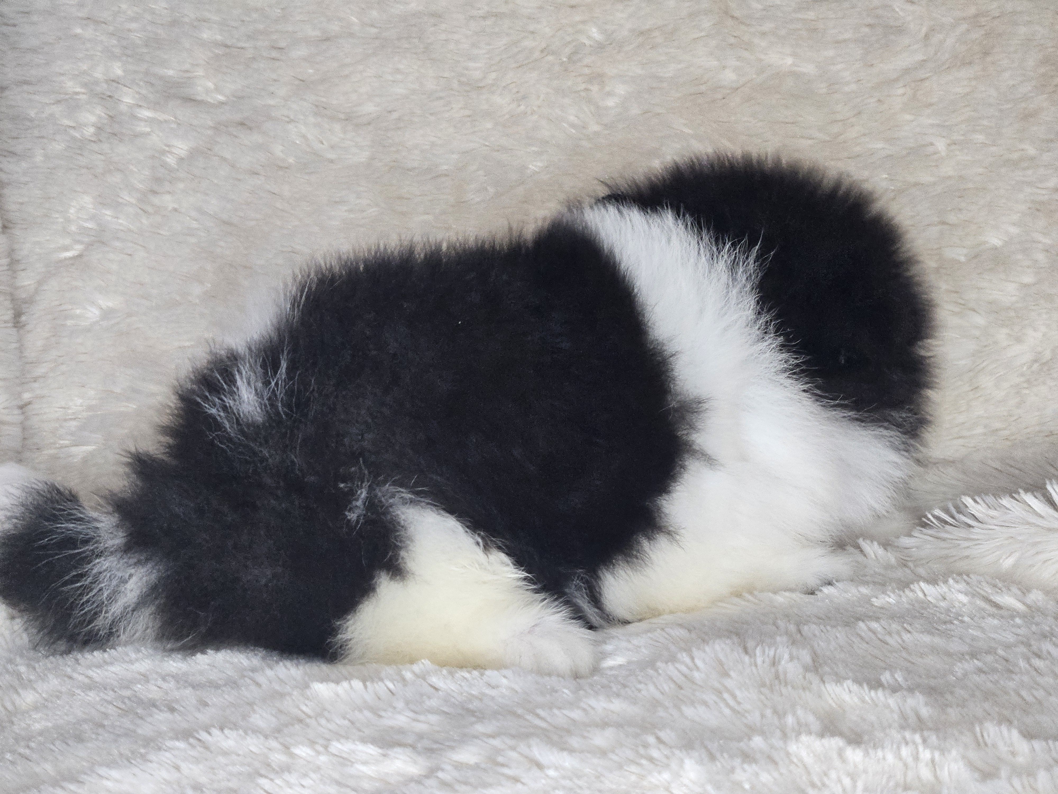 AKC Bridgette – Pomeranian puppy for sale in Laredo, TX