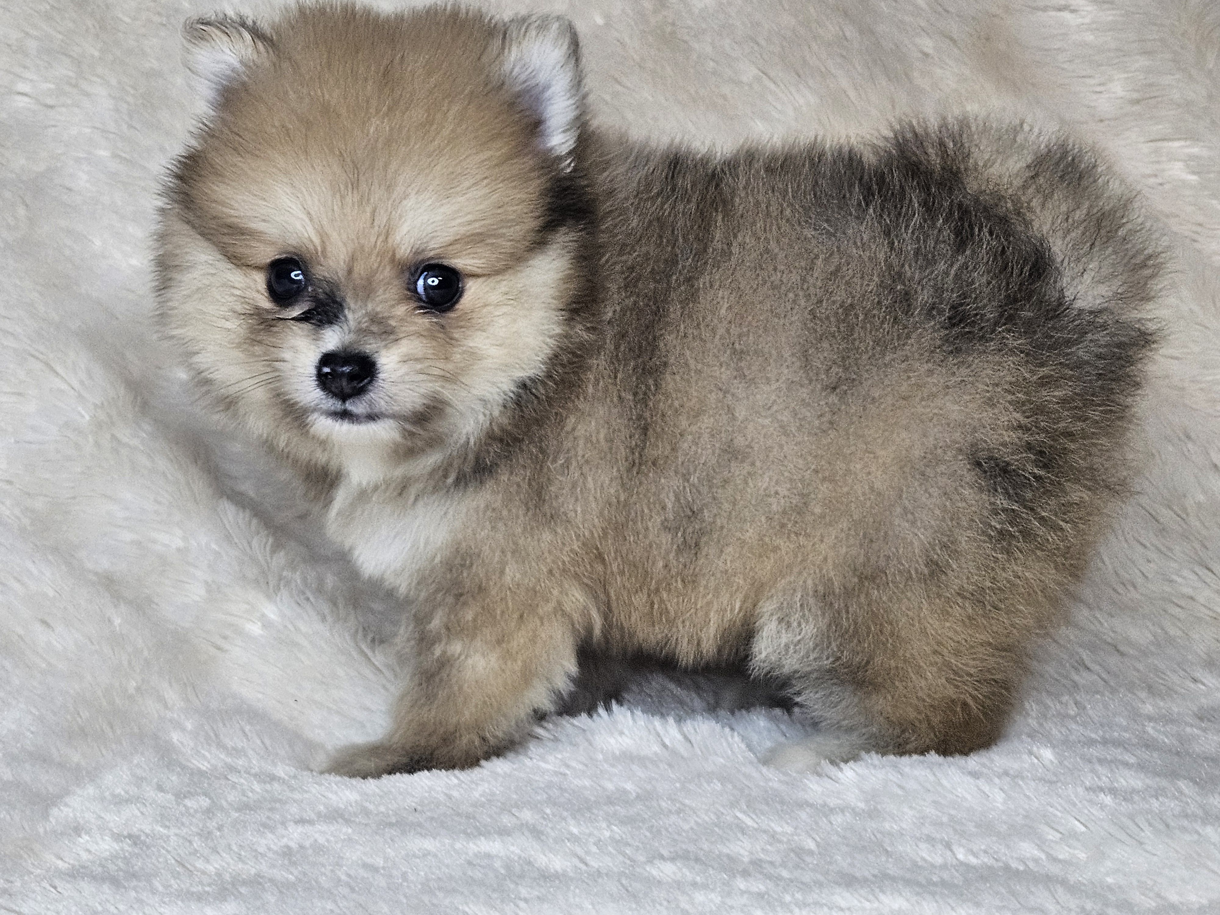 Rango – Pomeranian puppy for sale in Laredo, TX