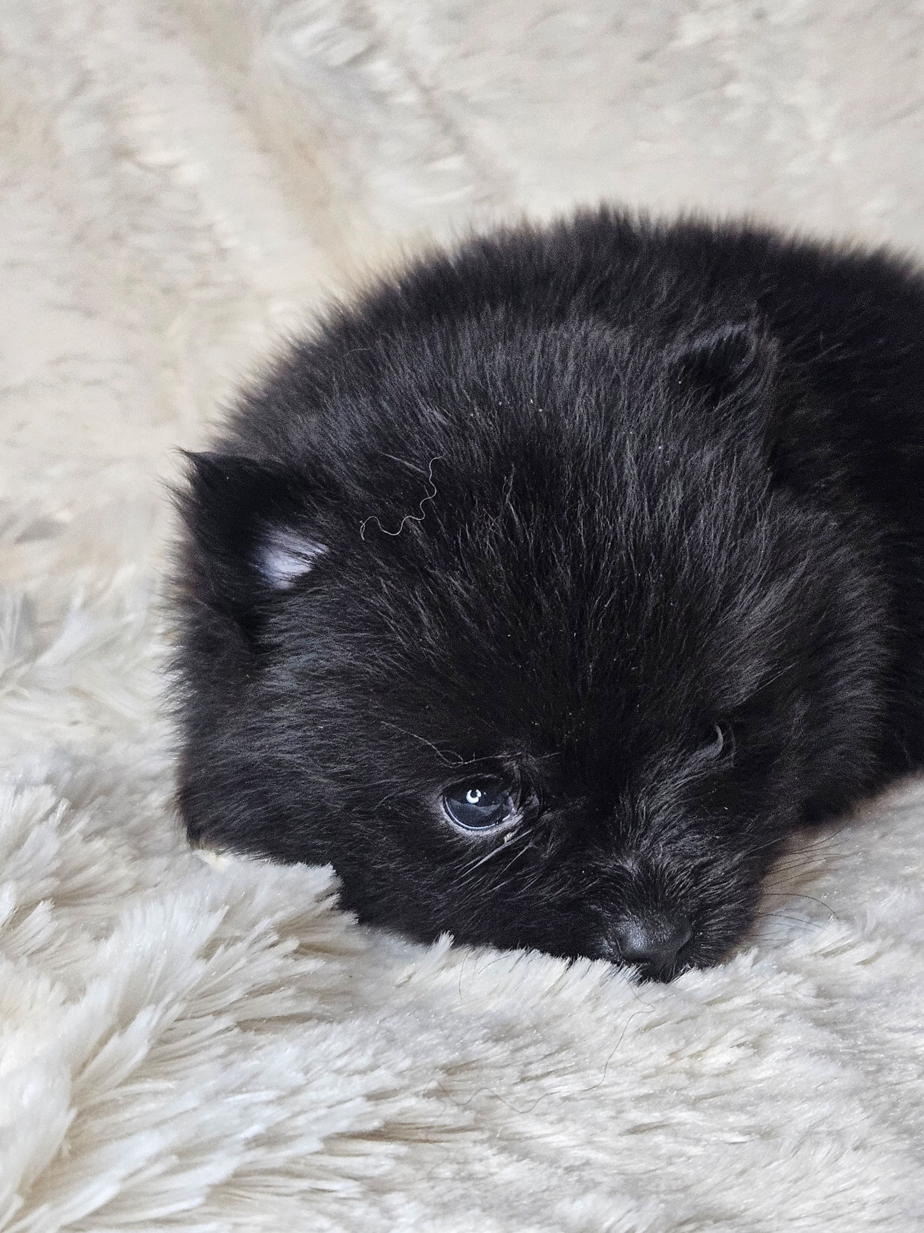 Toast – Pomeranian puppy for sale in Laredo, TX