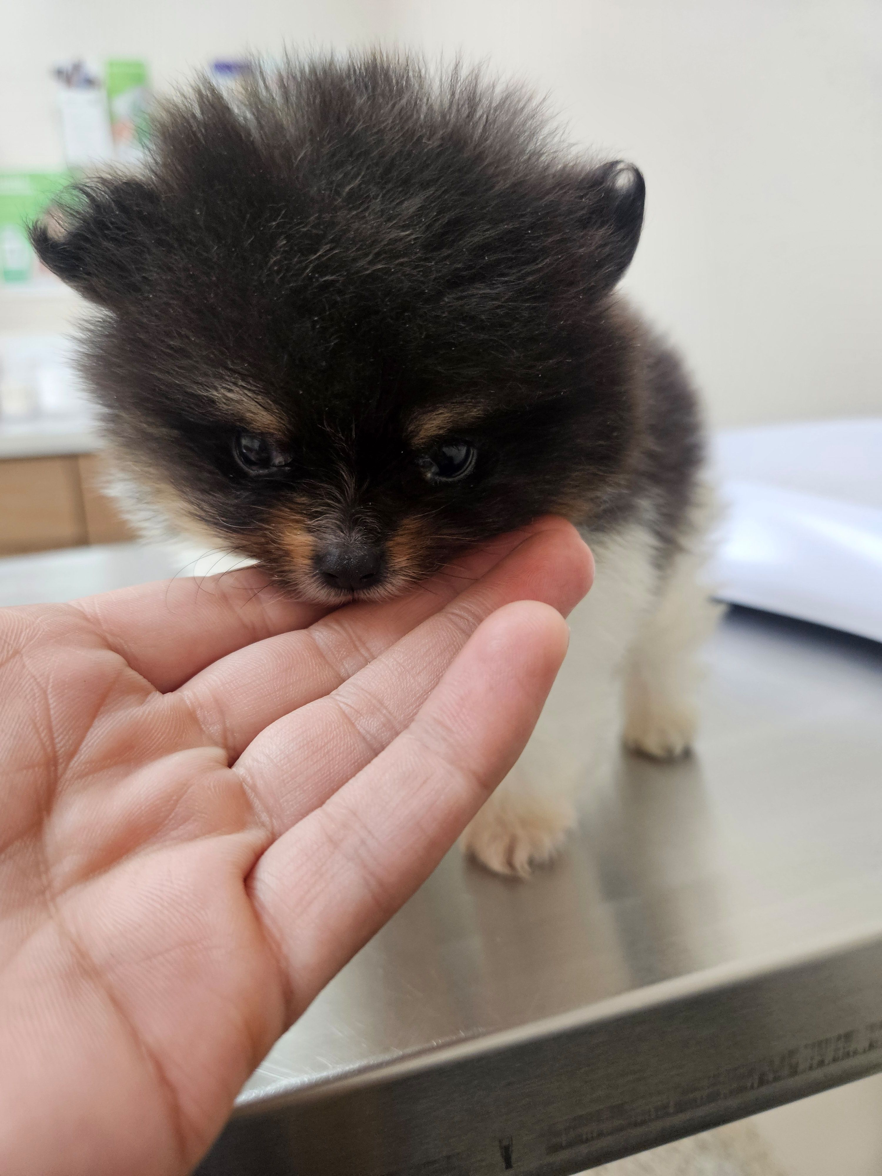 AKC Godiva, a female Pomeranian for sale in Laredo, TX – 2 of 2