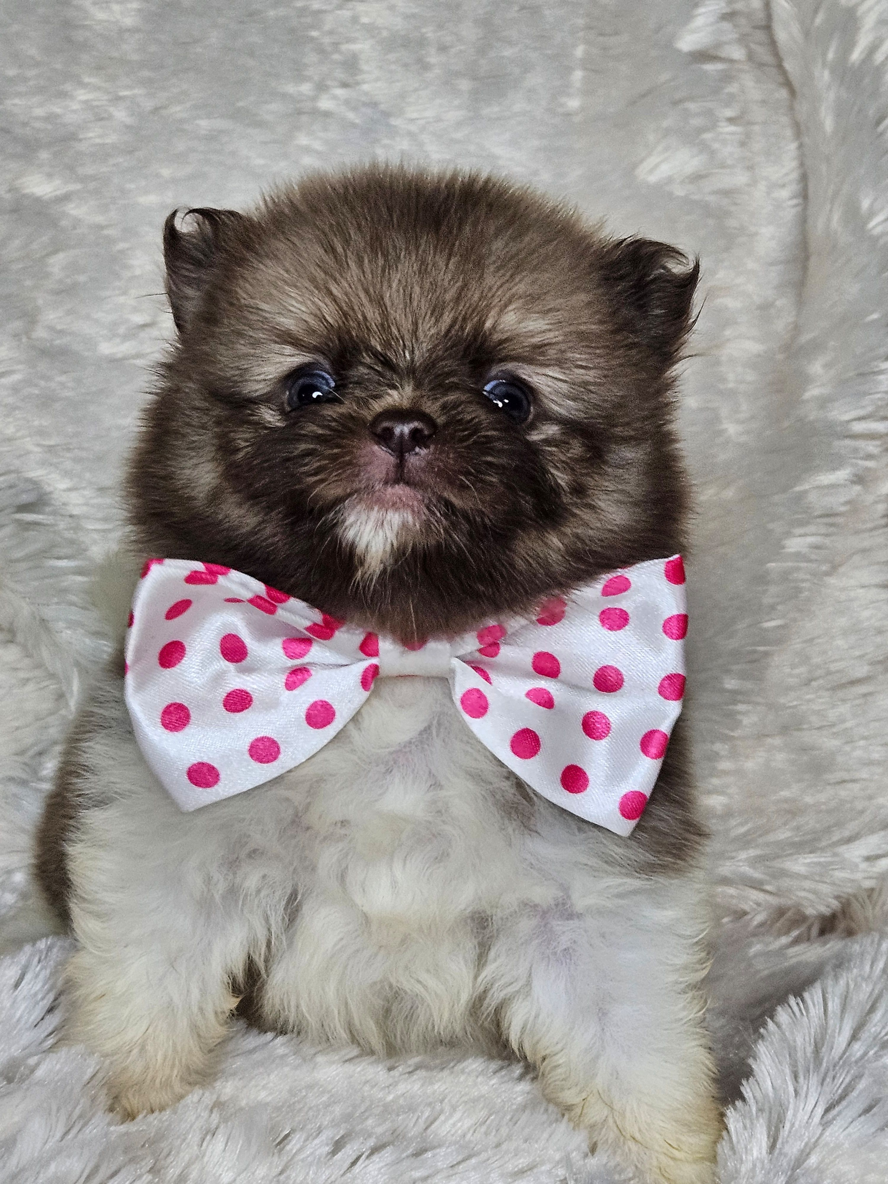 Pancake – Pomeranian puppy for sale in Laredo, TX
