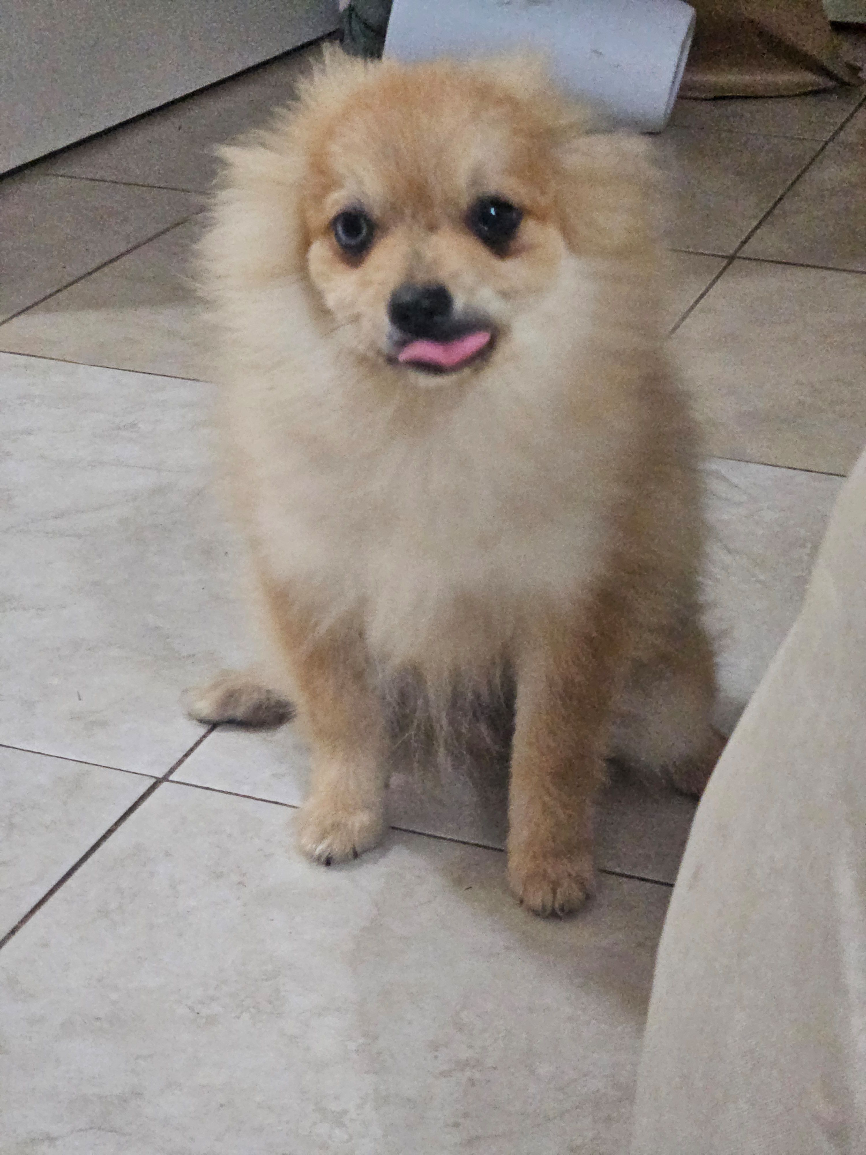 Quil, a male Pomeranian for sale in Laredo, TX – 2 of 4