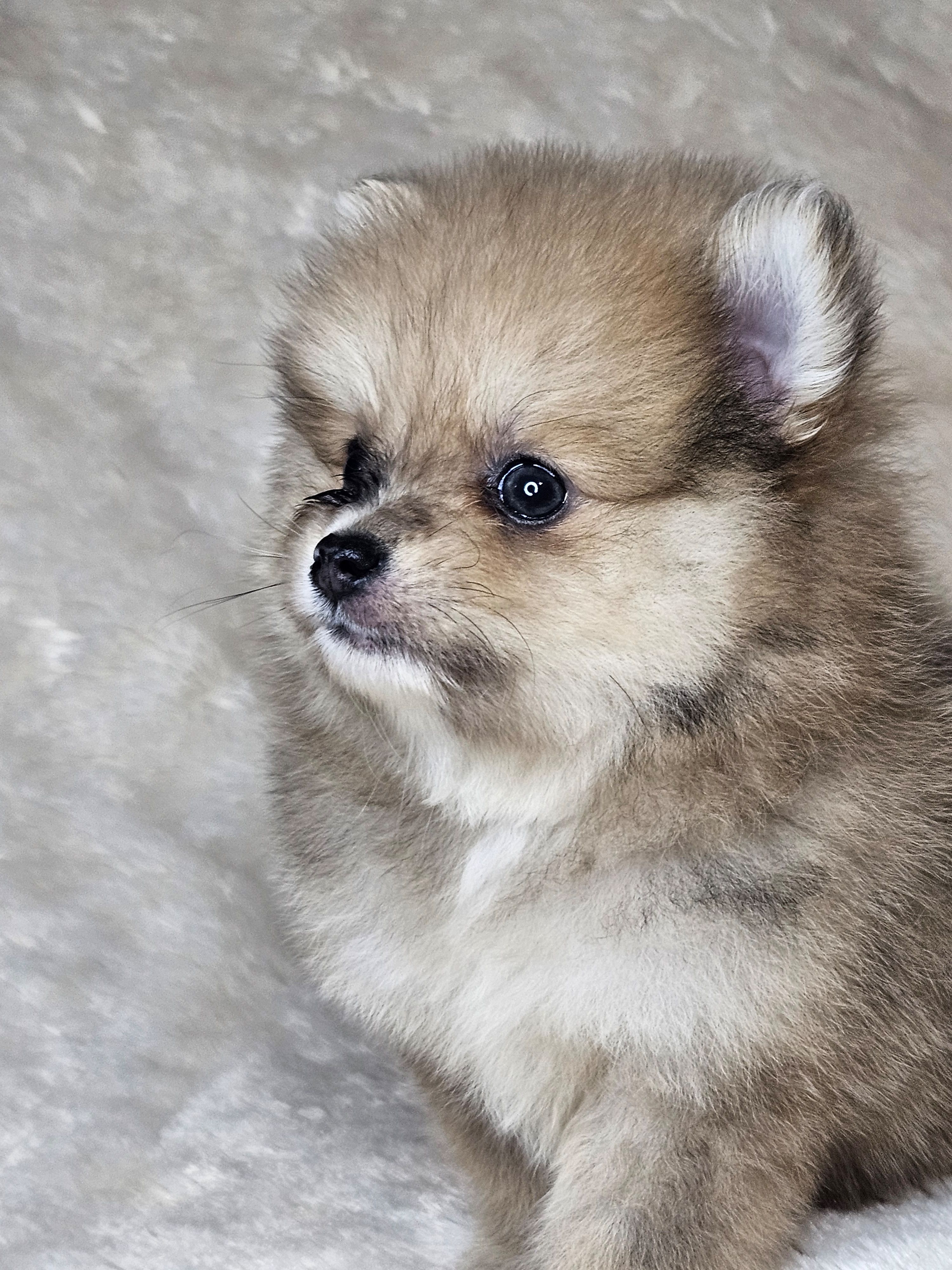 Rango, a male Pomeranian for sale in Laredo, TX – 4 of 5