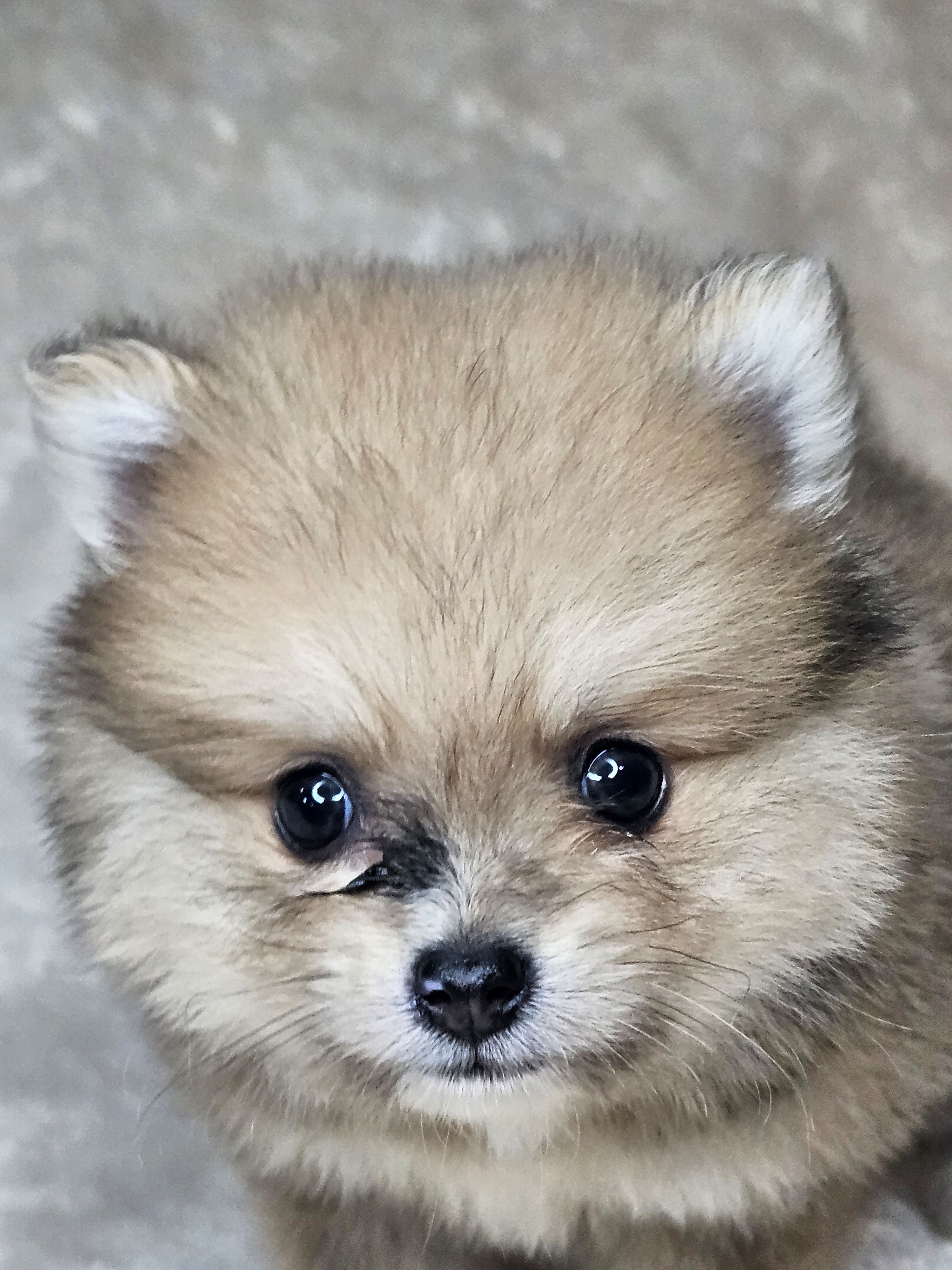 Rango, a male Pomeranian for sale in Laredo, TX – 2 of 5