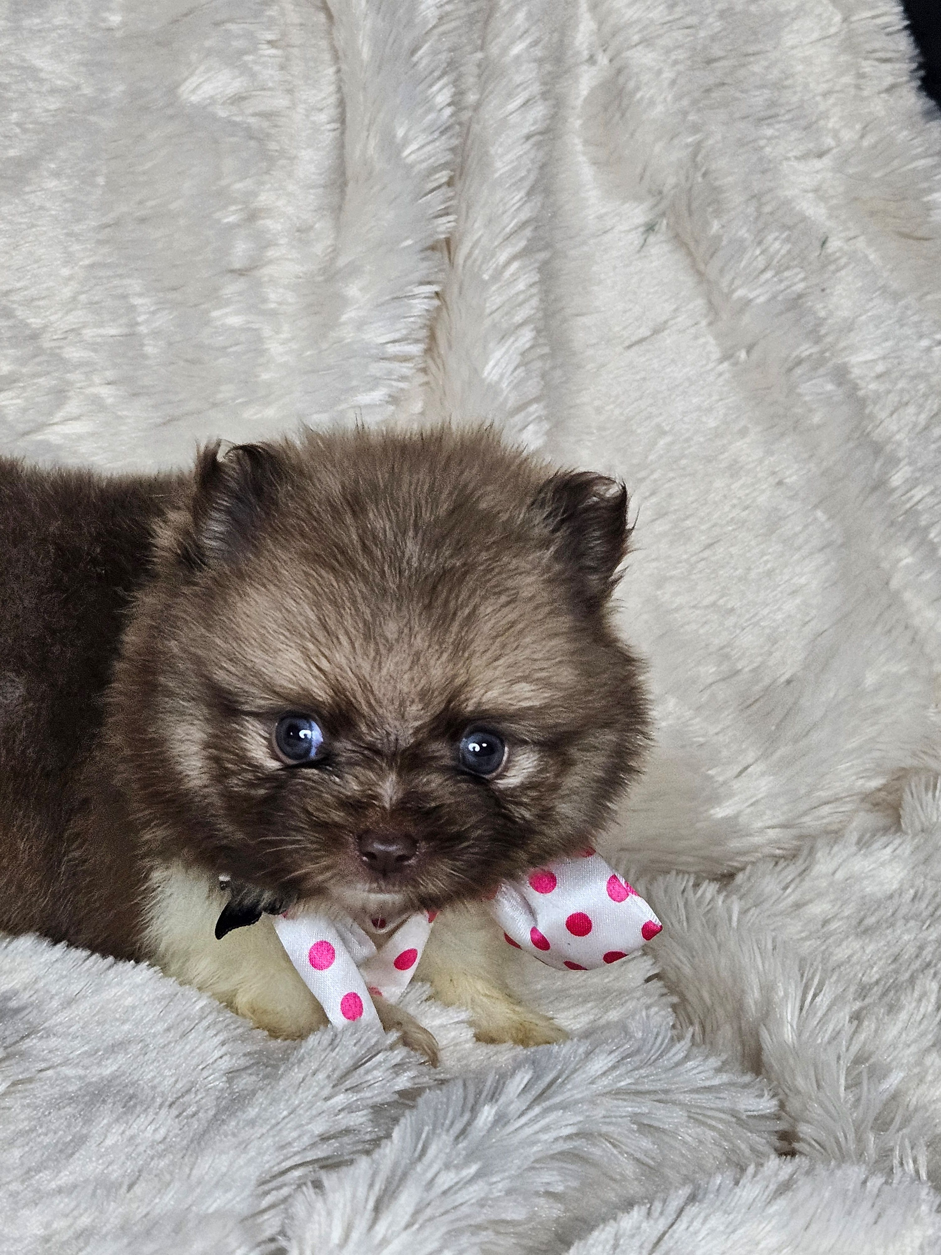 Pancake, a male Pomeranian for sale in Laredo, TX – Photo 3 of 5