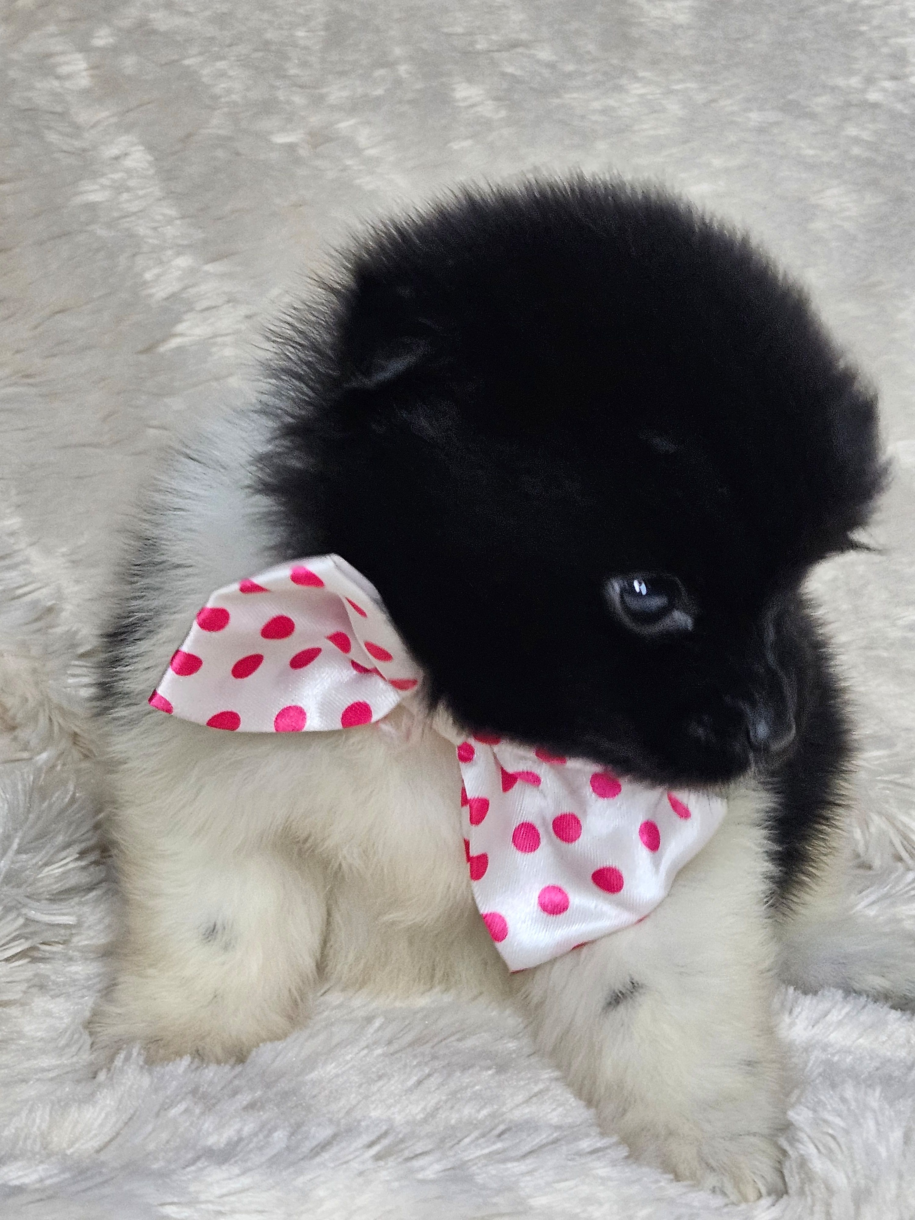 Bacon, a male Pomeranian for sale in Laredo, TX – Photo 3 of 3