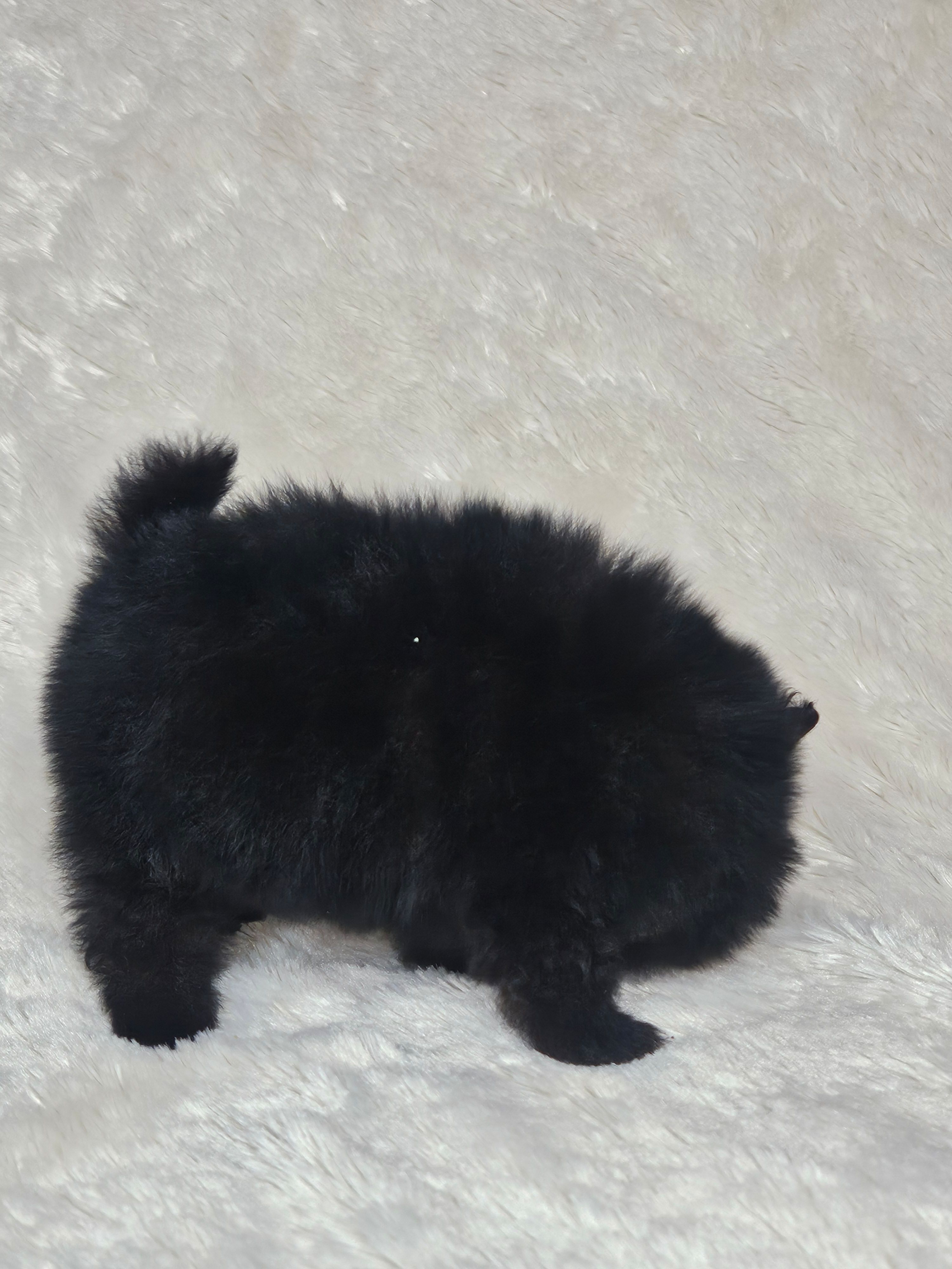 Black Beauty – Pomeranian puppy for sale in Laredo, TX