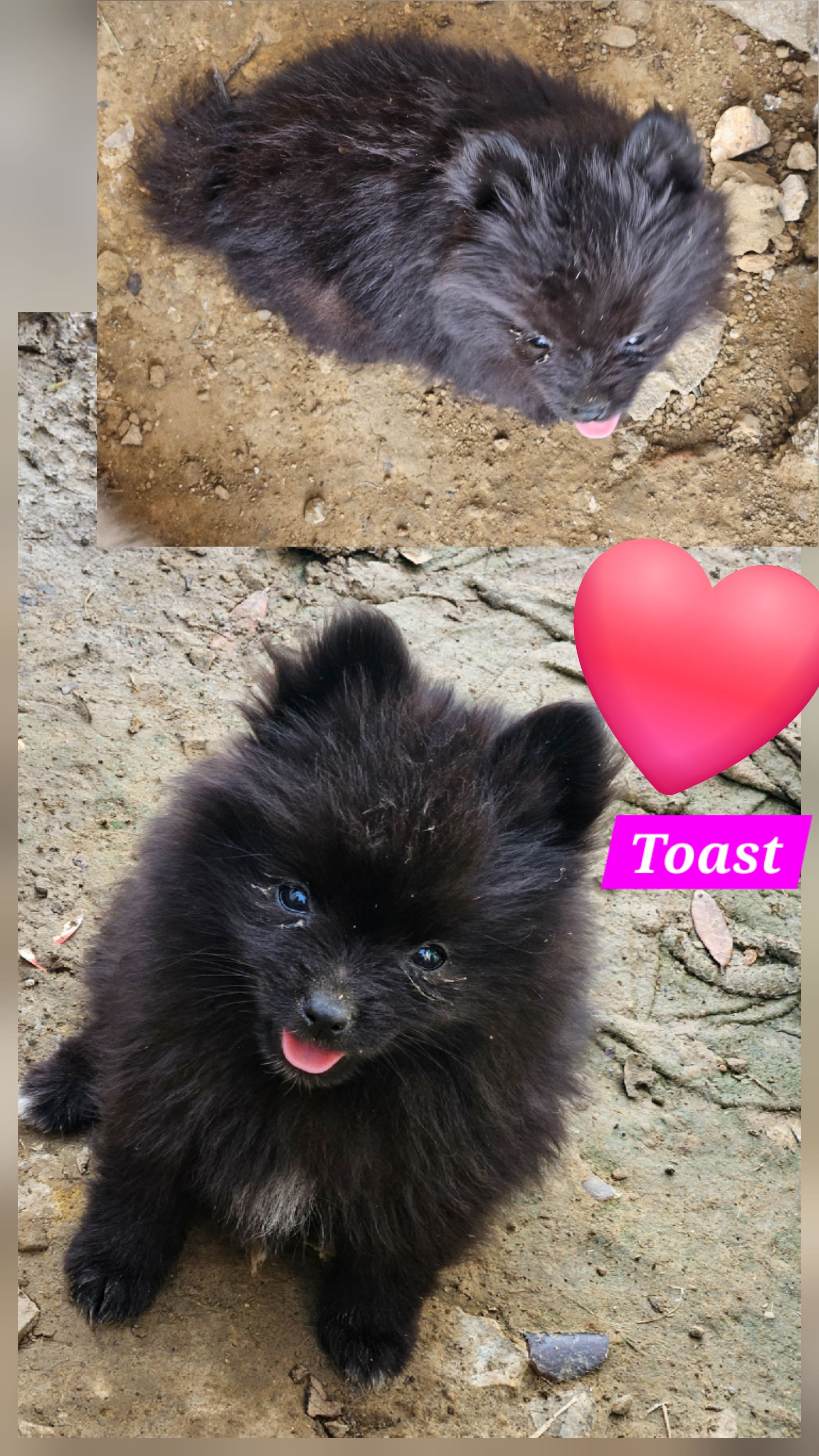 Toast – Pomeranian puppy for sale in Laredo, TX