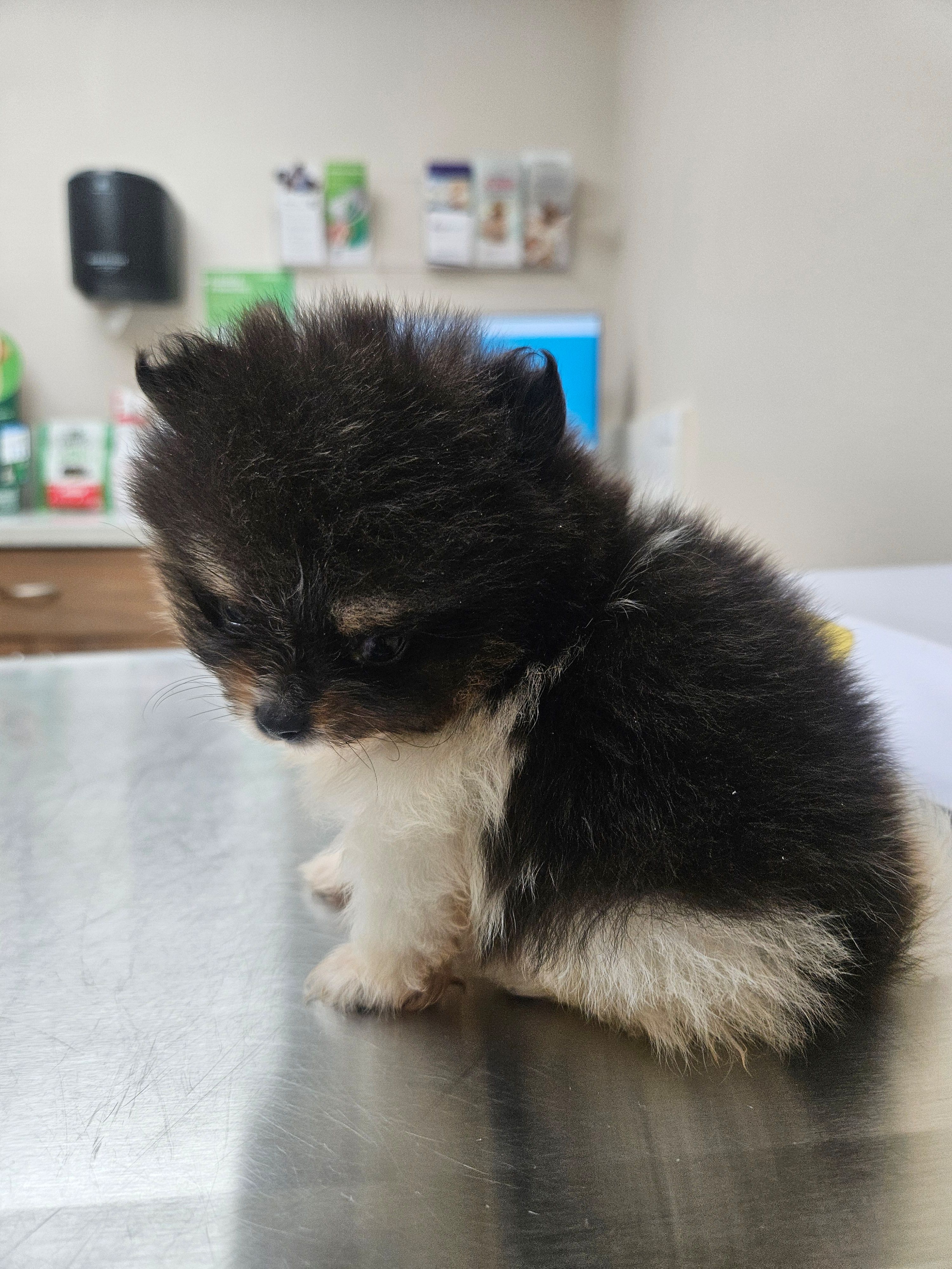 AKC Godiva – Pomeranian puppy for sale in Laredo, TX
