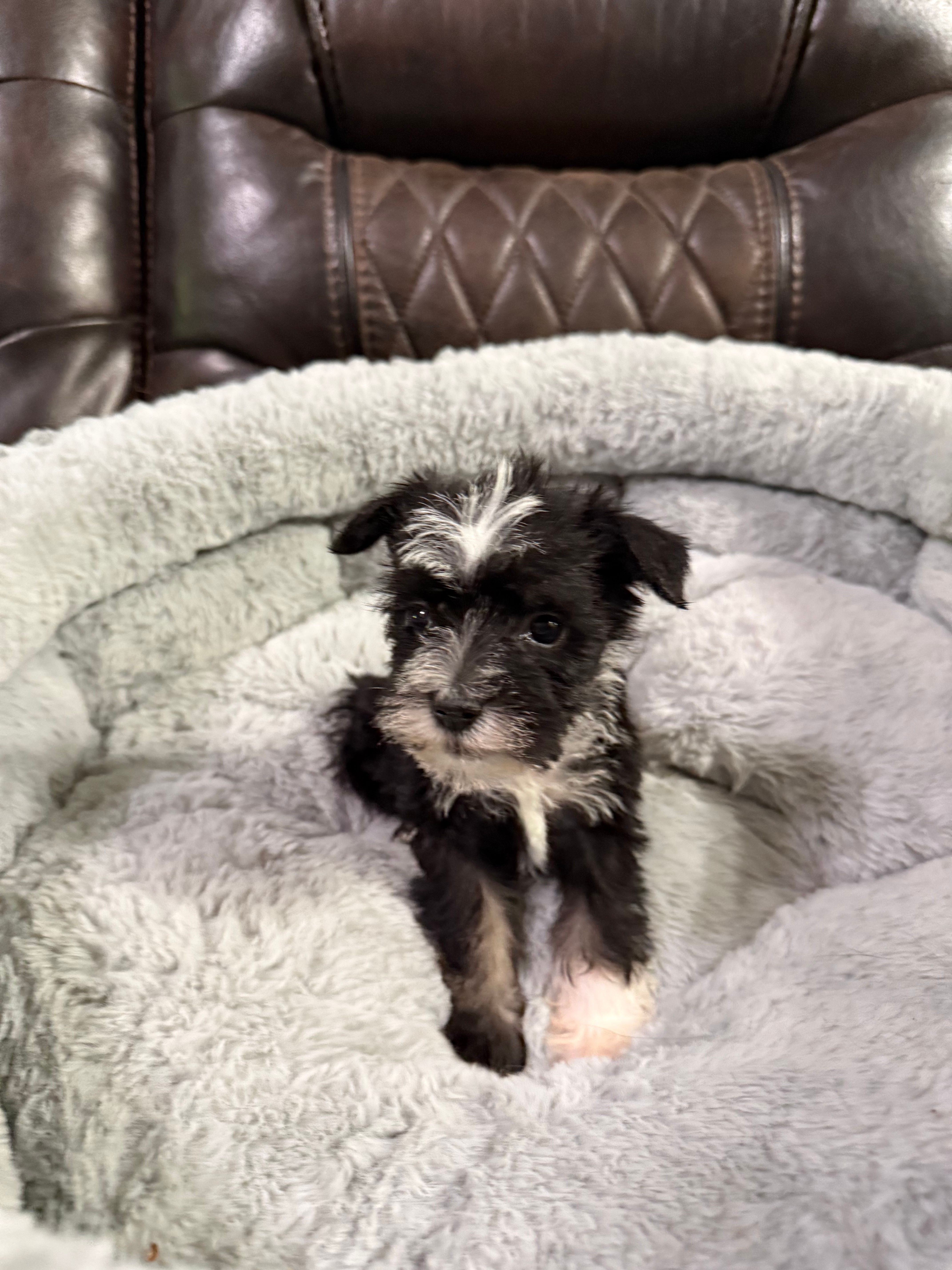 Bingo – Miniature Schnauzer puppy for sale in Dalton, GA