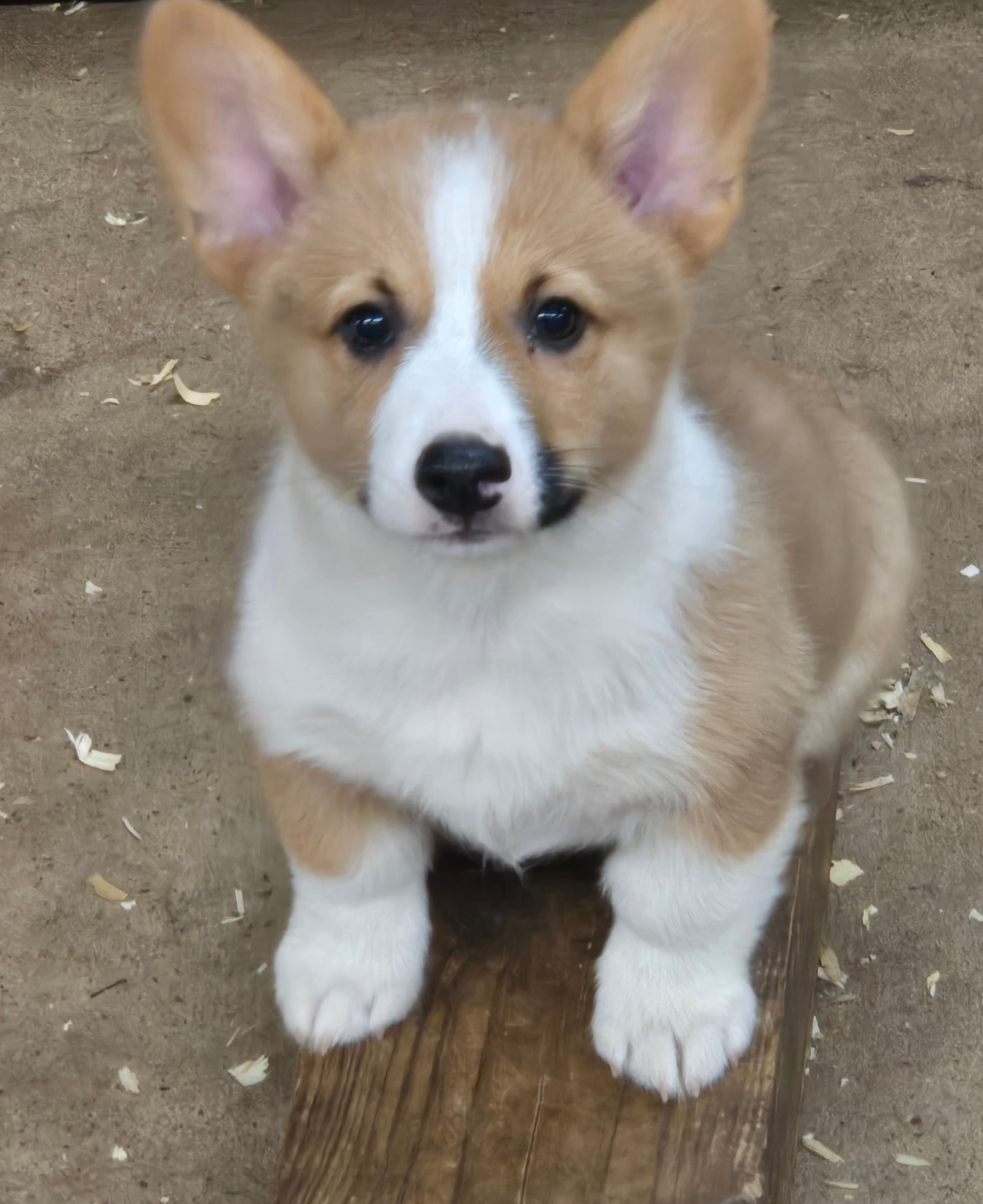 Cade – Pembroke Welsh Corgi puppy for sale in Normangee, TX