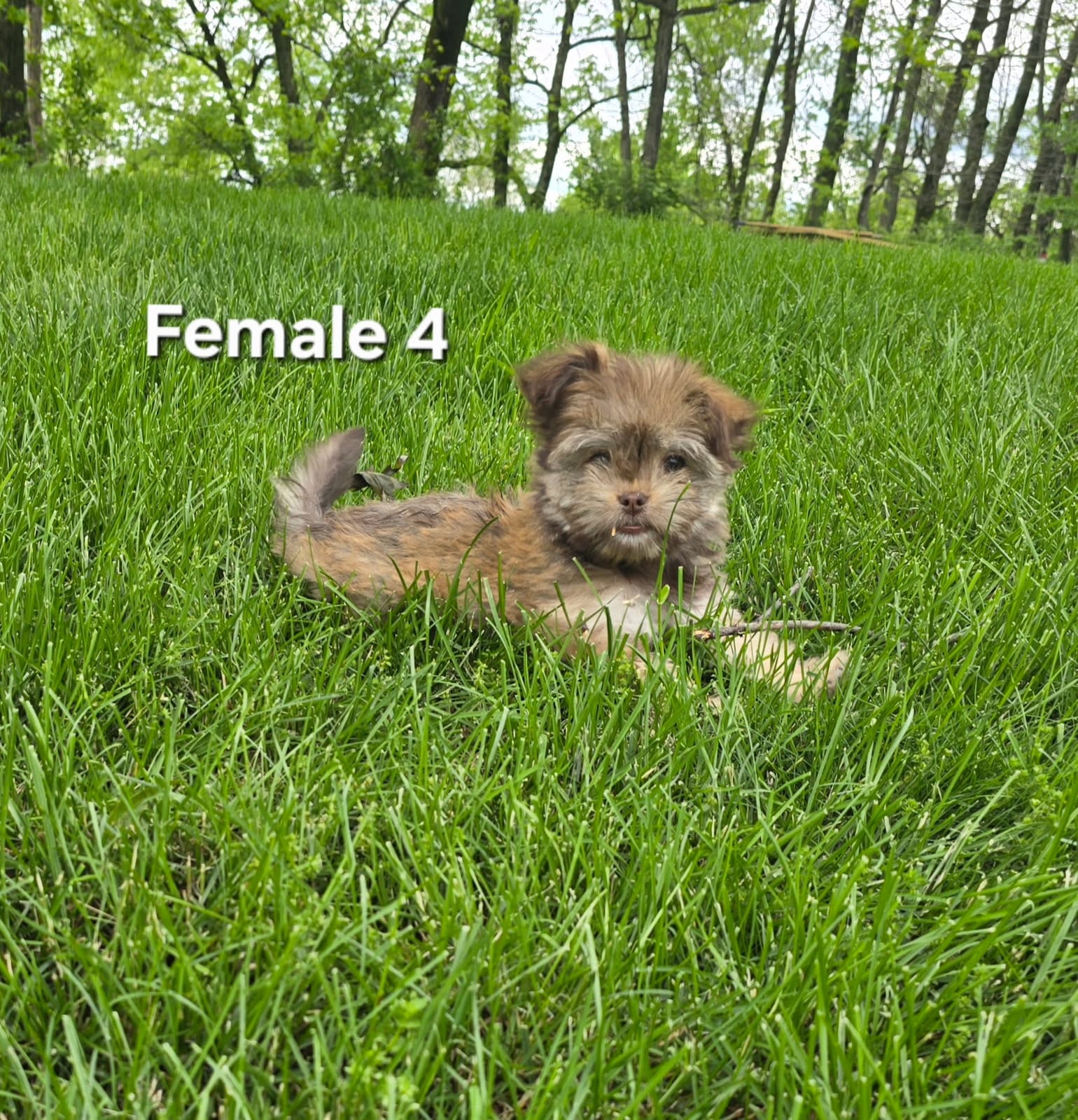 Female 4 – Havanese puppy for sale in Sugarcreek, OH
