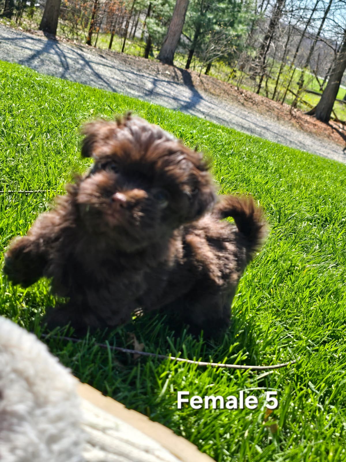 Female 5 – Havanese puppy for sale in Sugarcreek, OH