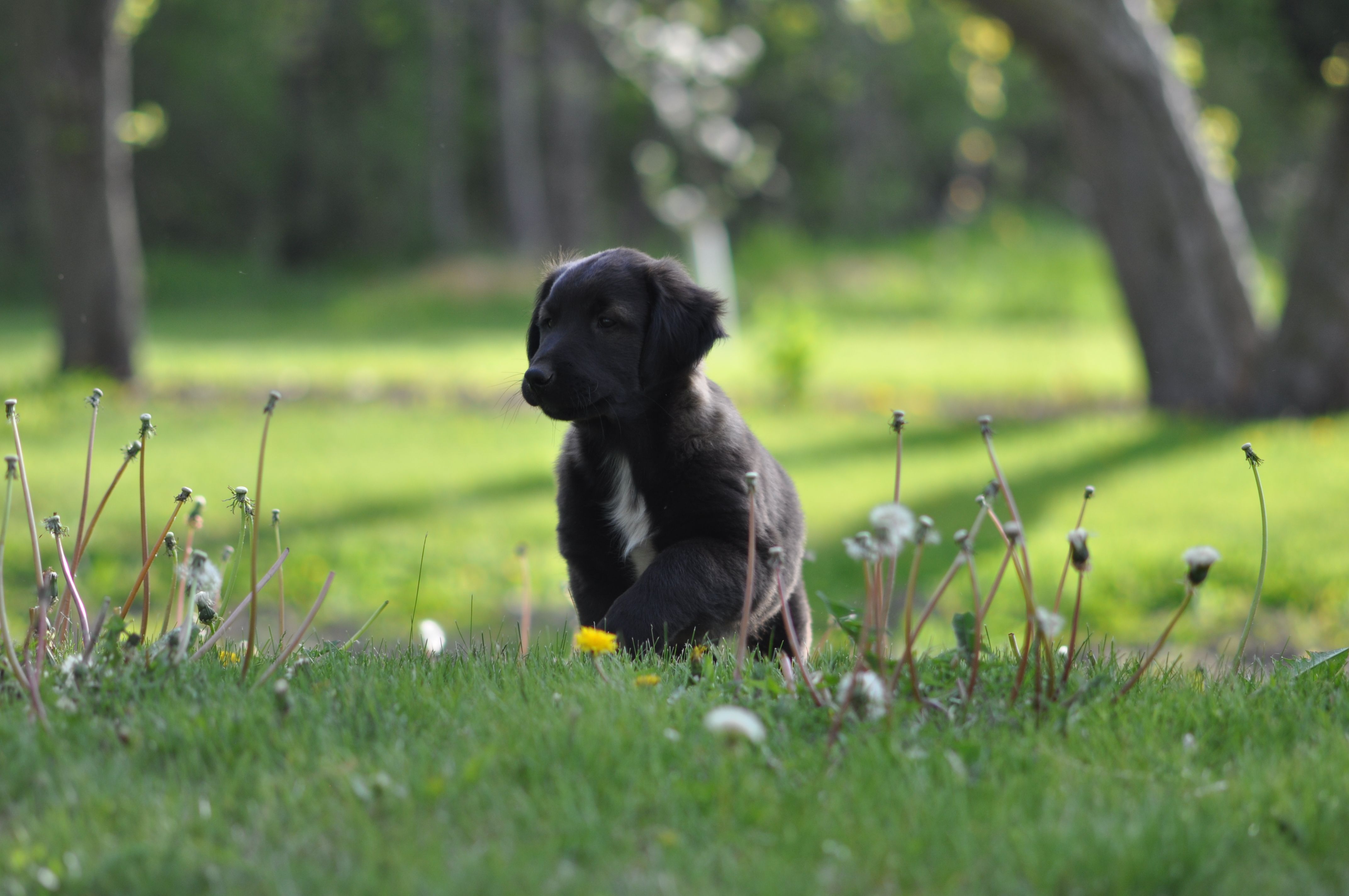 Chester – Collie, Golden Retriever puppy for sale in Milwaukee, WI