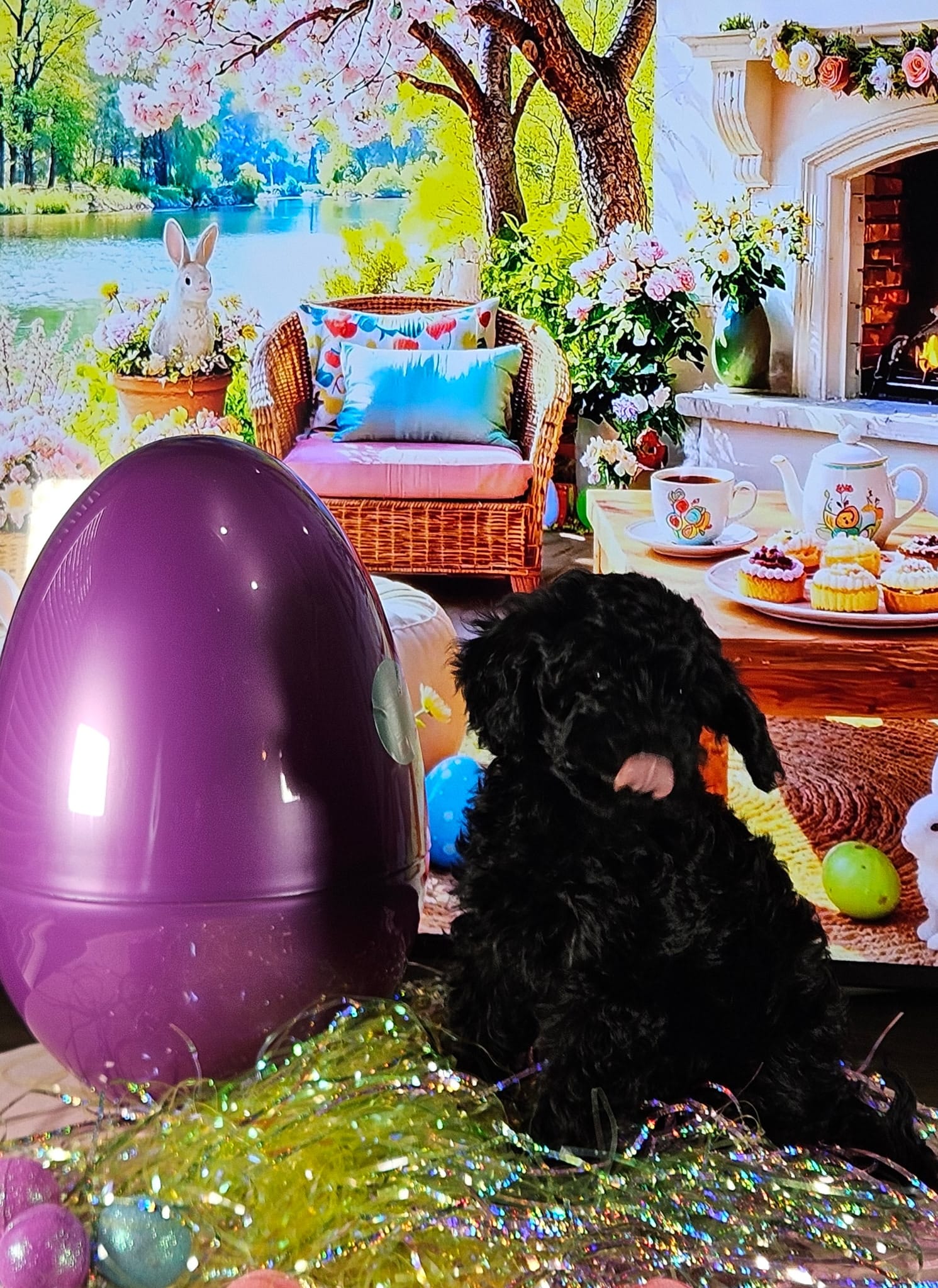 Ivory – Miniature Goldendoodle puppy for sale in Katy, TX