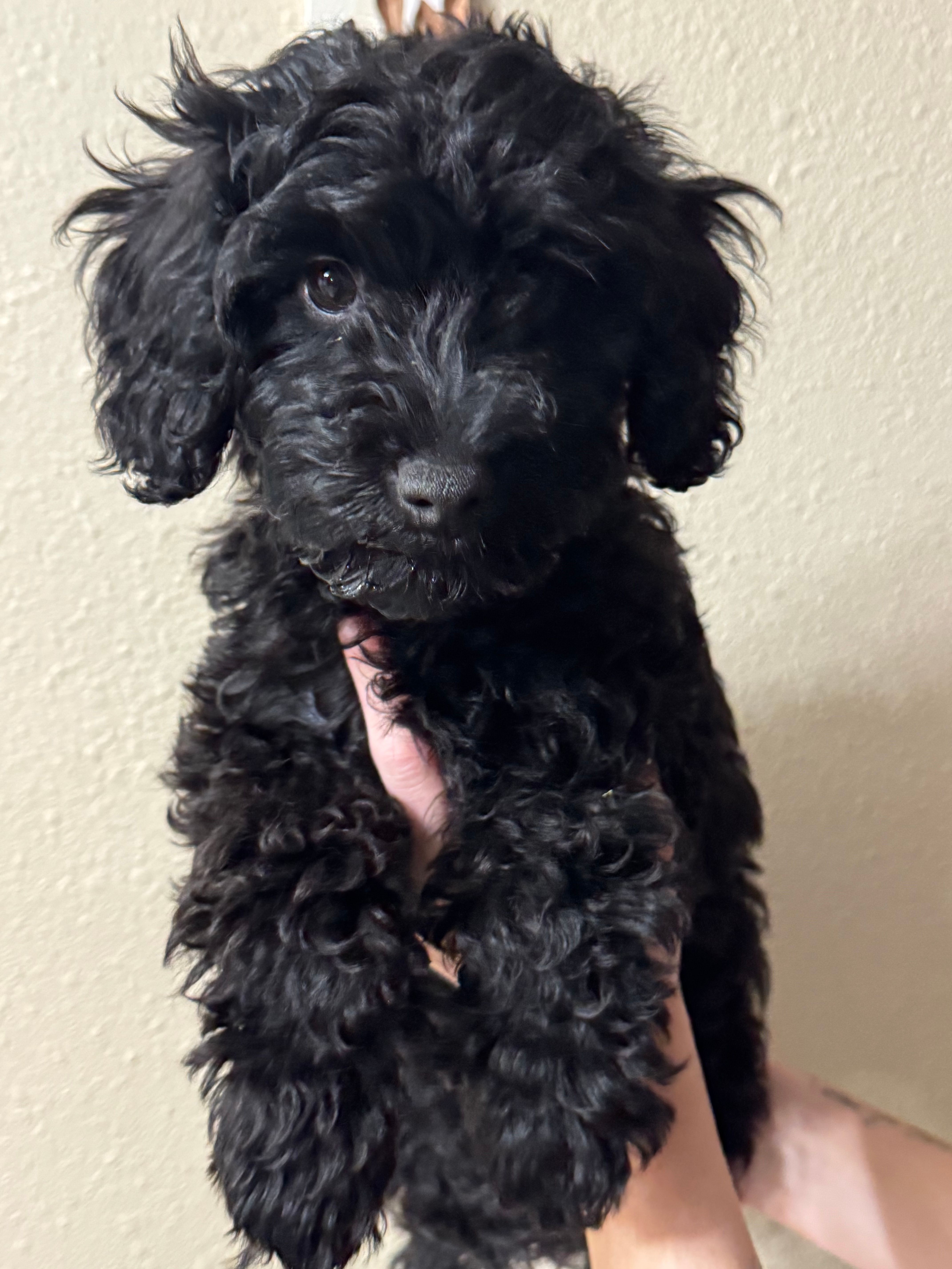 Ivory – Miniature Goldendoodle puppy for sale in Katy, TX