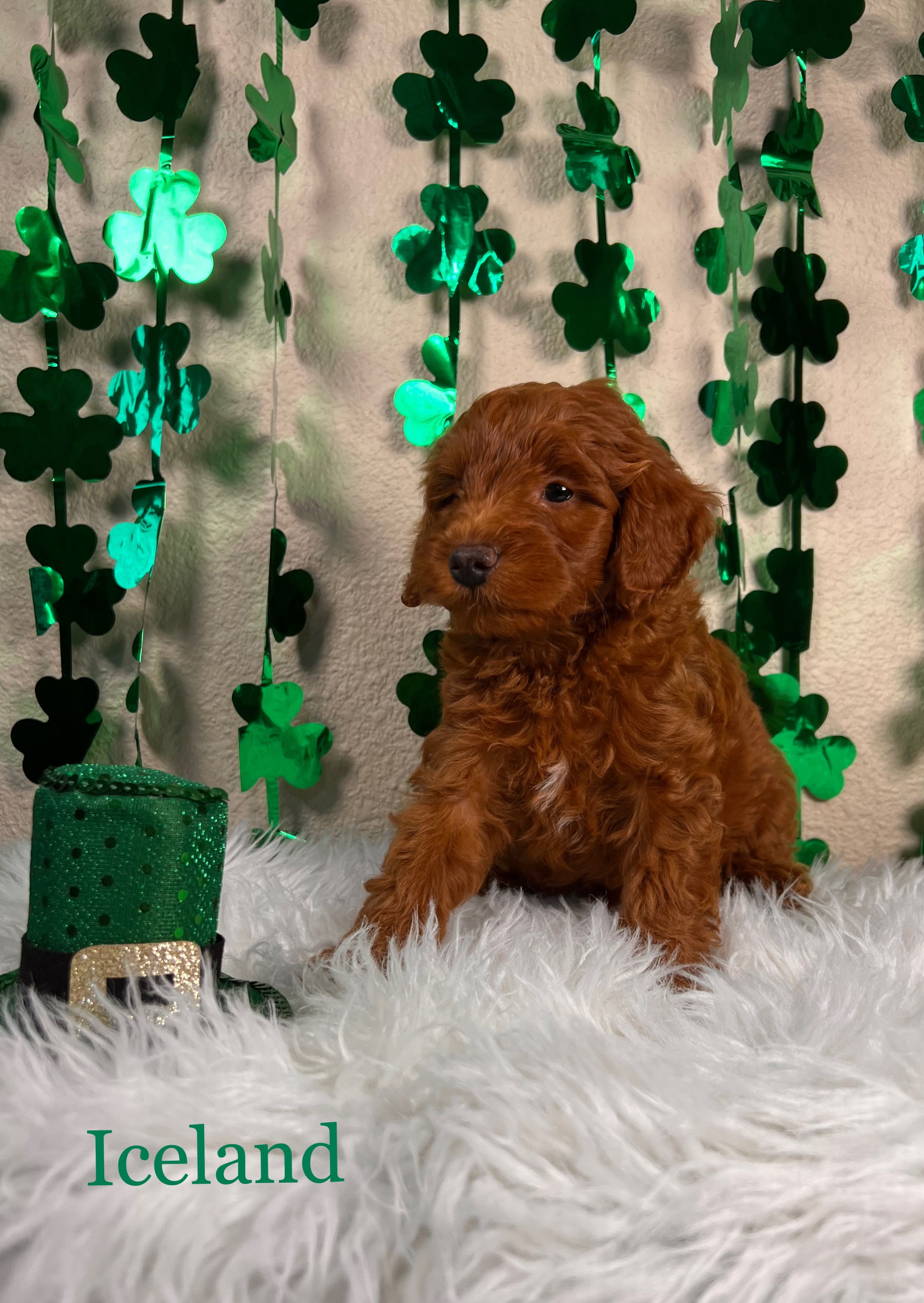 Iceland – Miniature Goldendoodle puppy for sale in Katy, TX