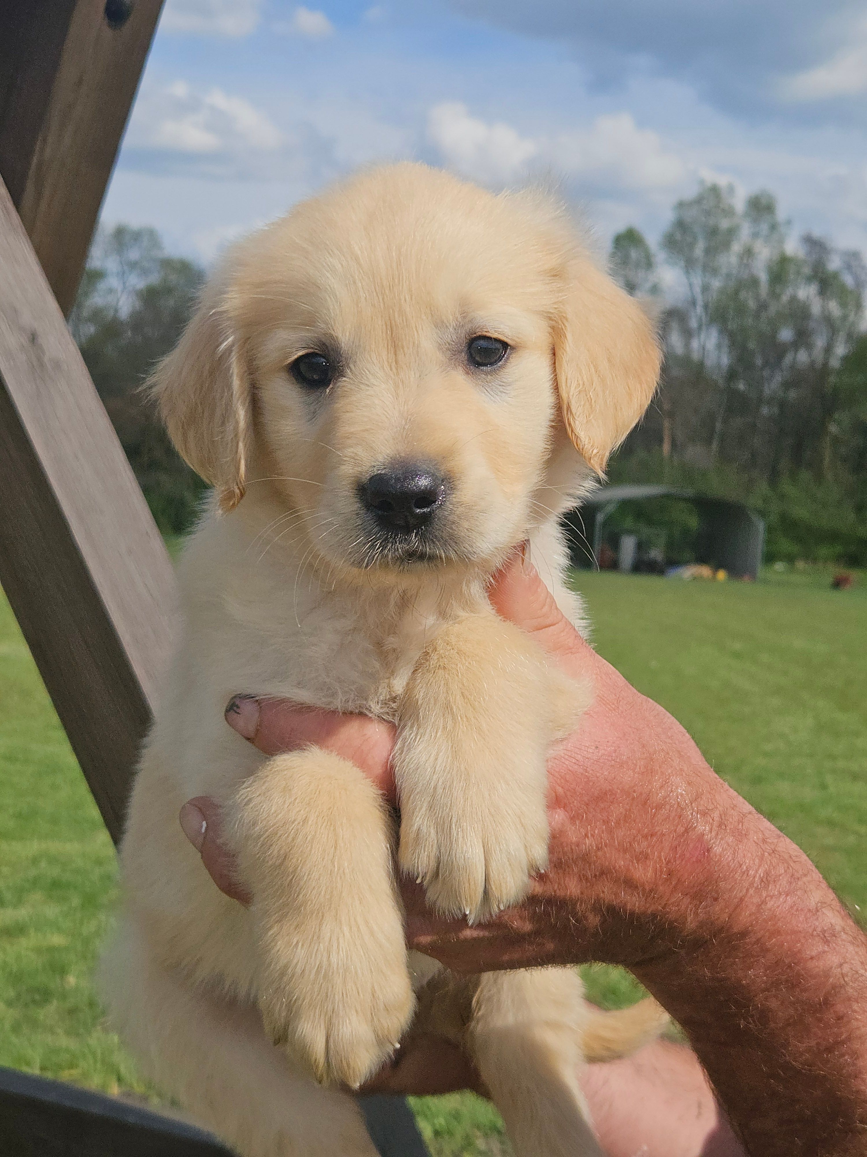 Female Golden  – Golden Retriever puppy for sale in Bryant, AL