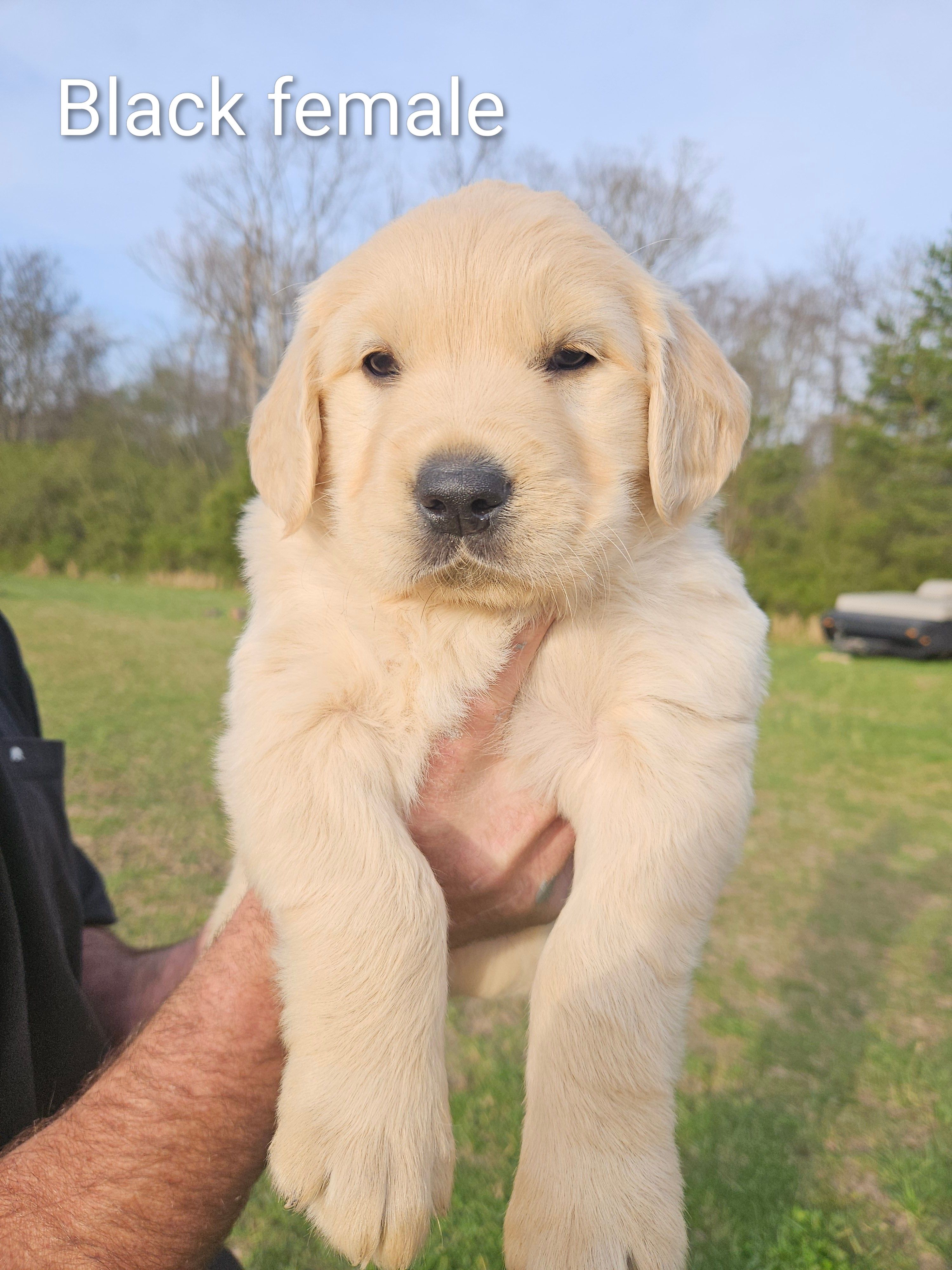 Black female Golden Retriever  – Golden Retriever puppy for sale in Bryant, AL