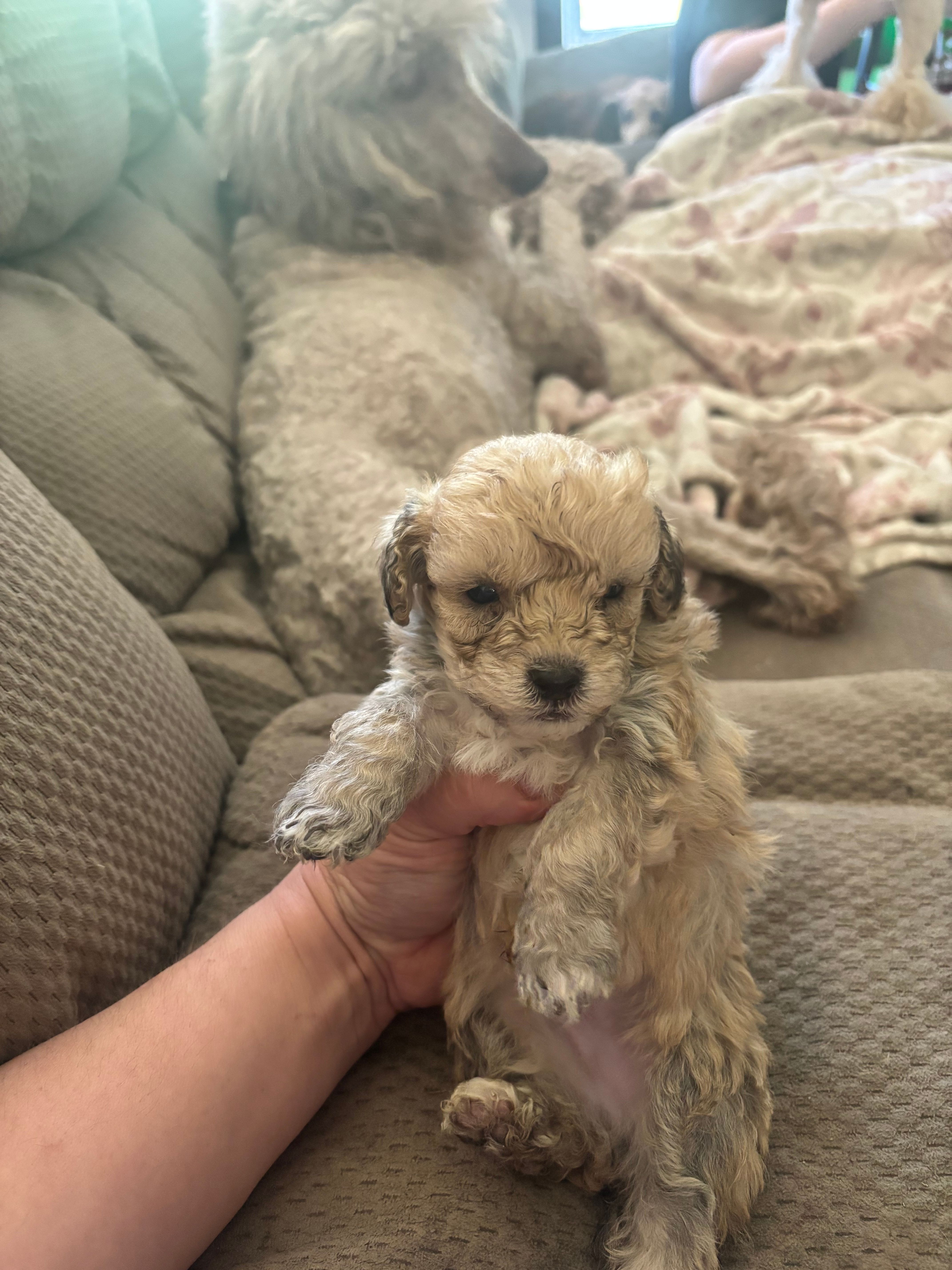 Oliver – Poodle - Toy  puppy for sale in Hardy, AR