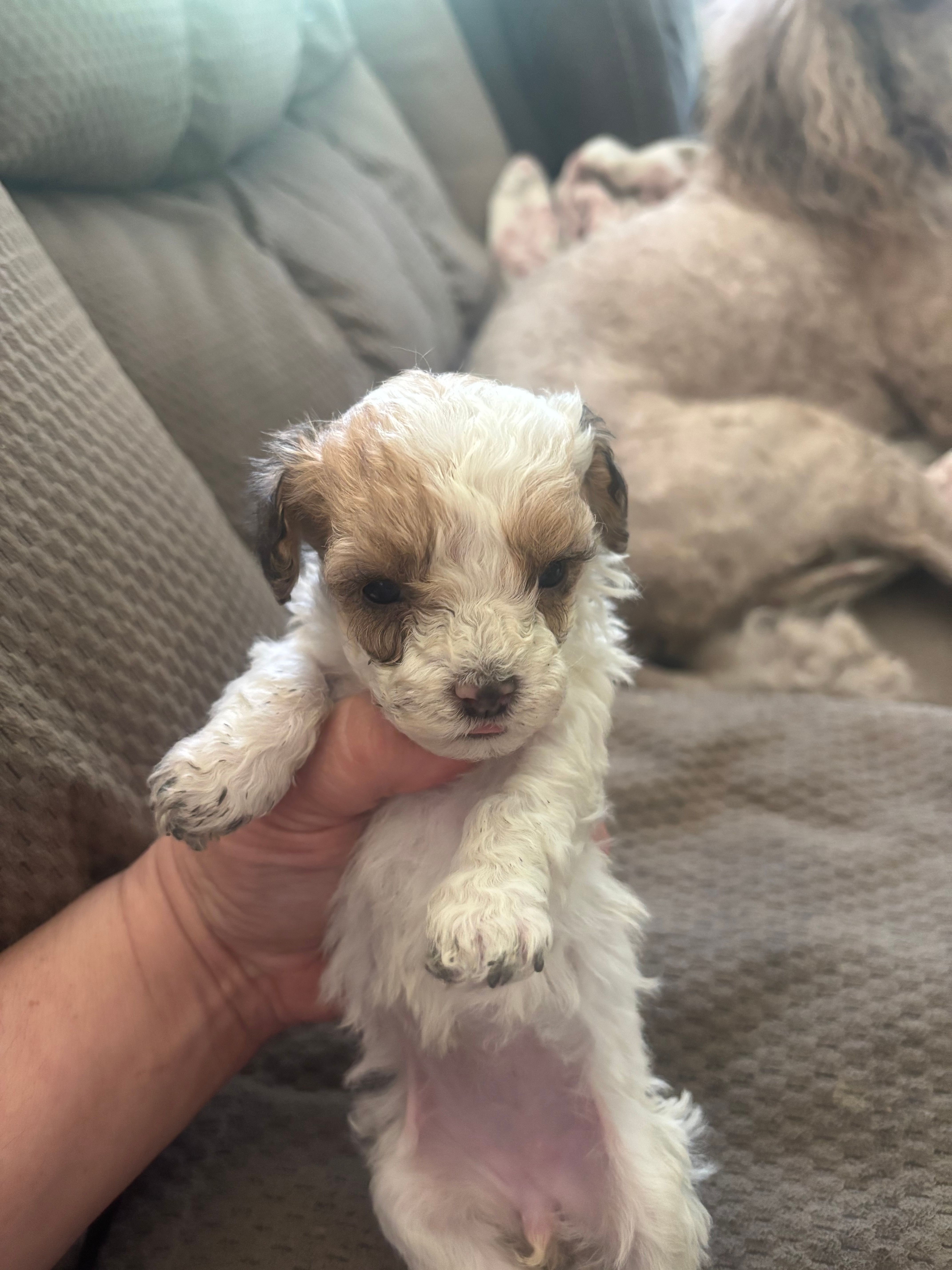 Mouse  – Poodle - Toy  puppy for sale in Hardy, AR