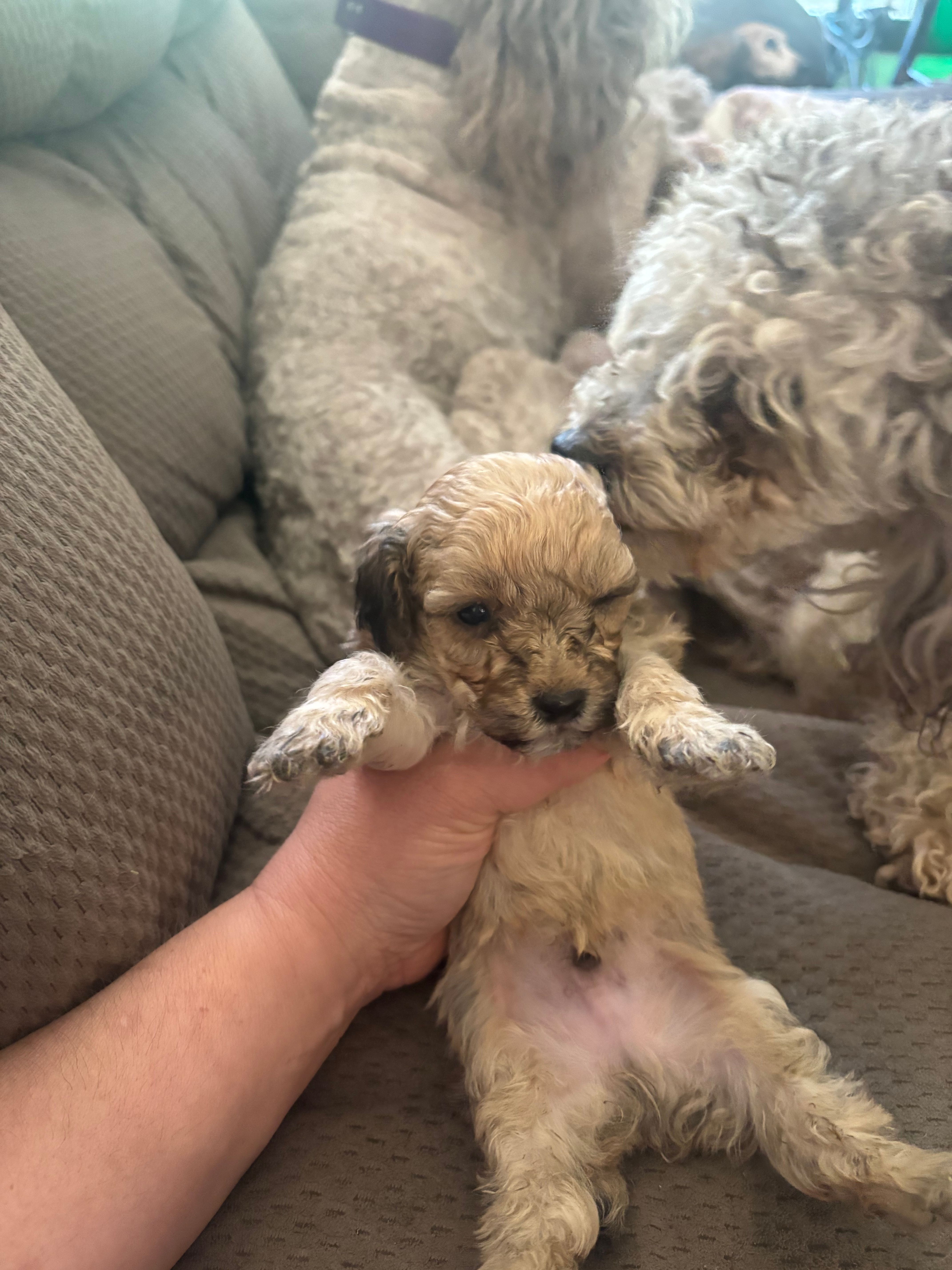 Frank – Poodle - Toy  puppy for sale in Hardy, AR