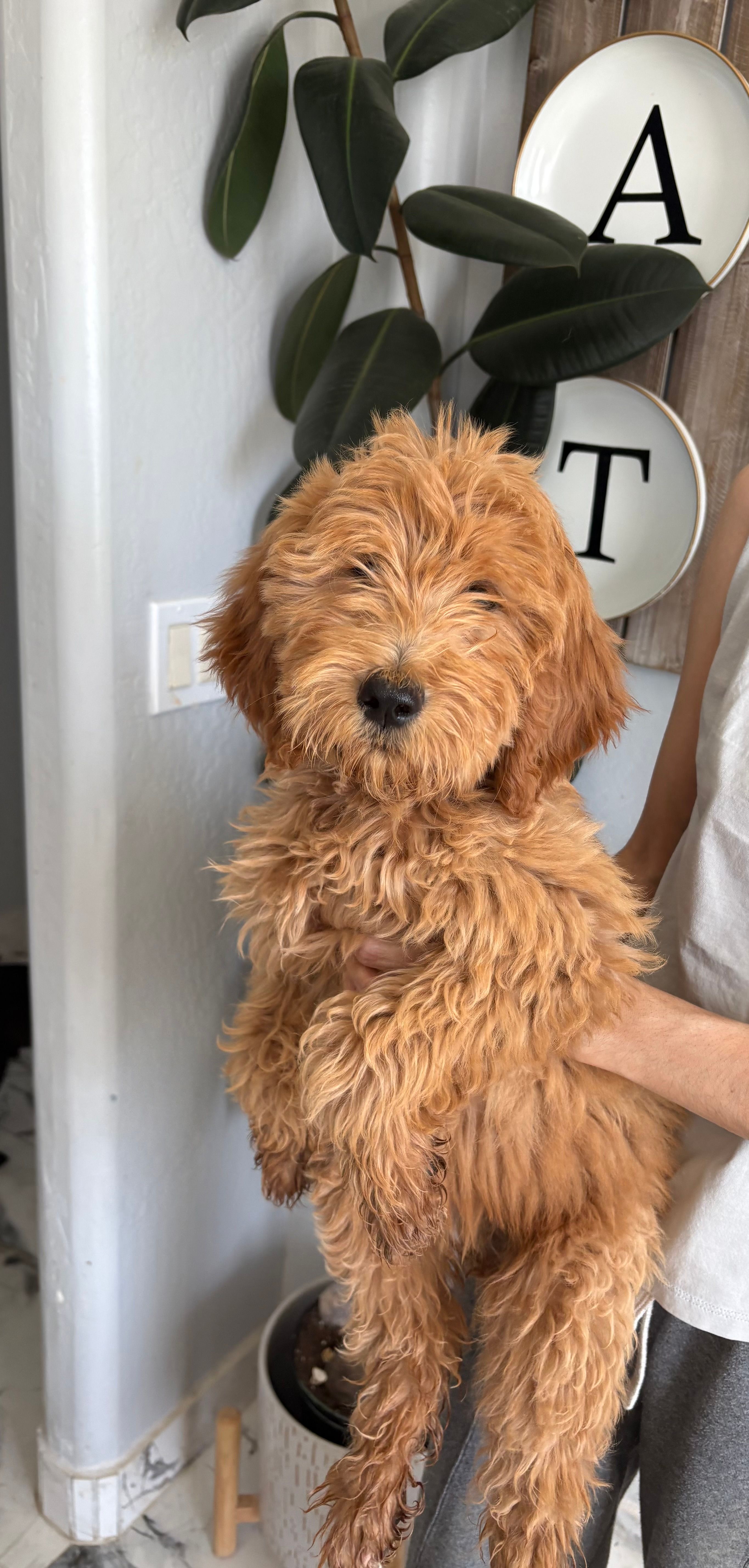 Cinnamon / standard size – Goldendoodle puppy for sale in San Tan Valley, AZ