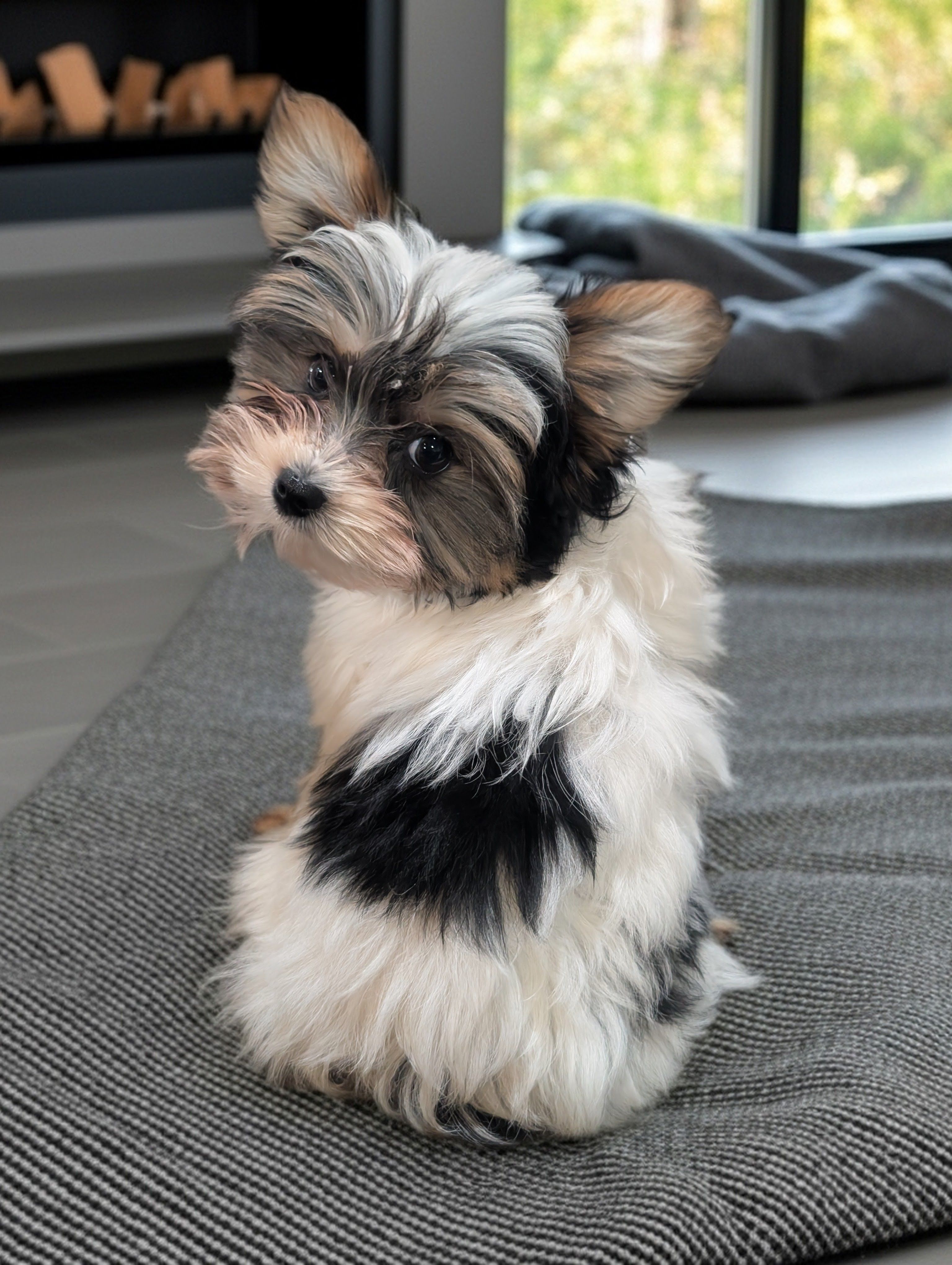 MIKE – Biewer puppy for sale in Culpeper, VA