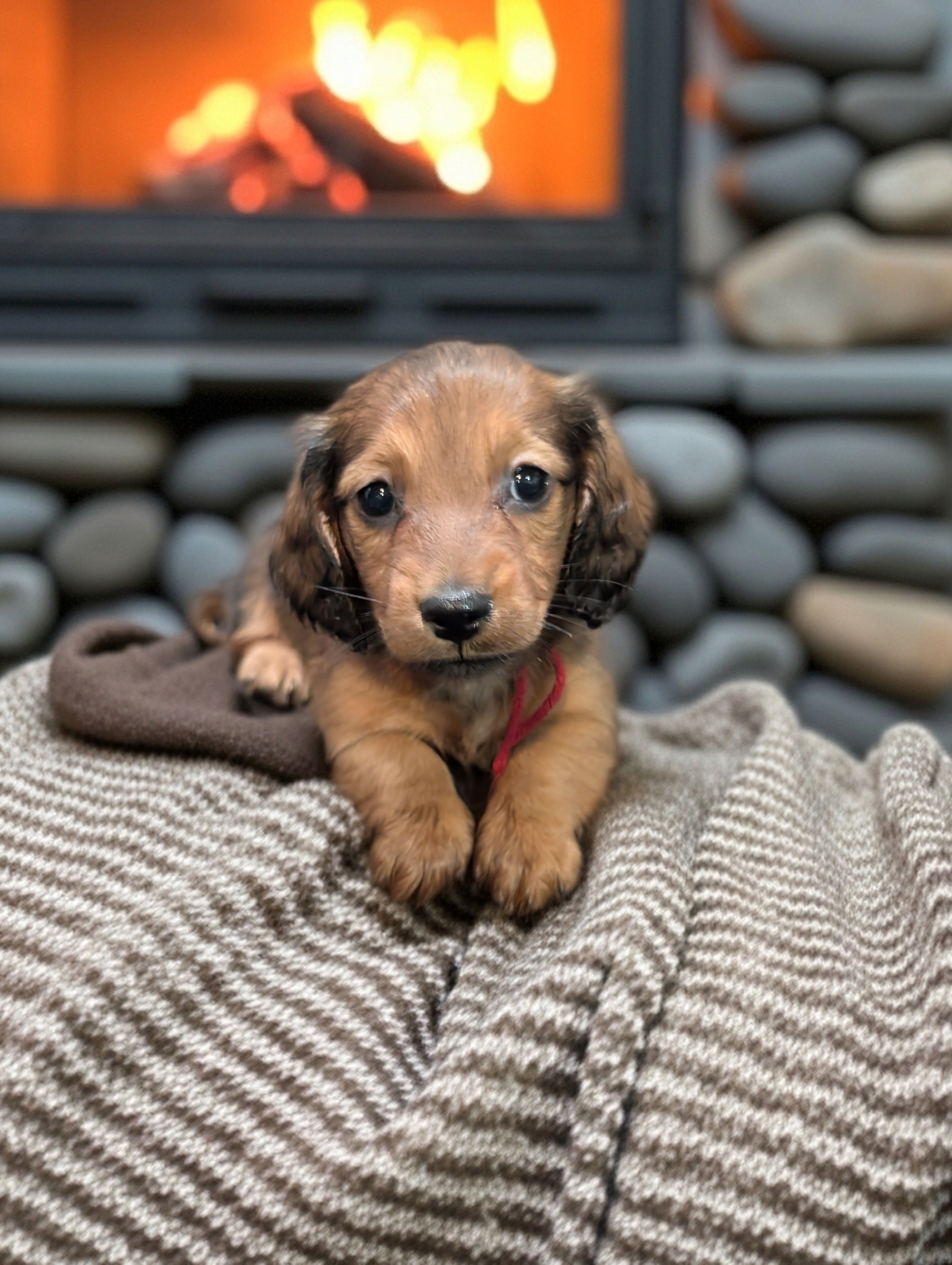 LOUISE – Miniature Dachshund puppy for sale in Culpeper, VA
