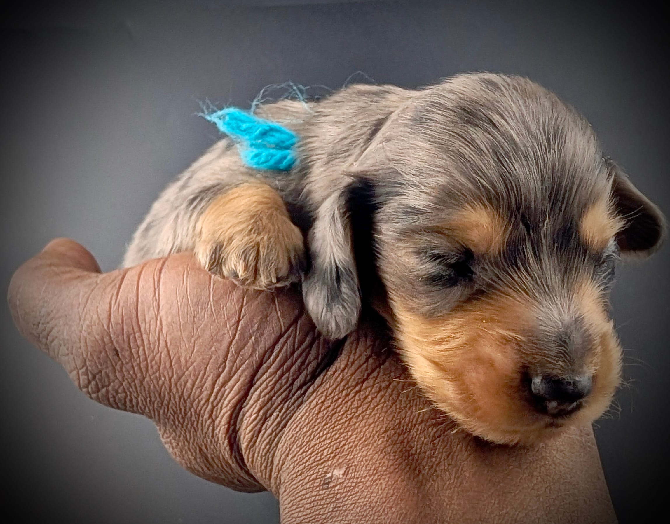 LUCAS1600 – Miniature Dachshund puppy for sale in Culpeper, VA
